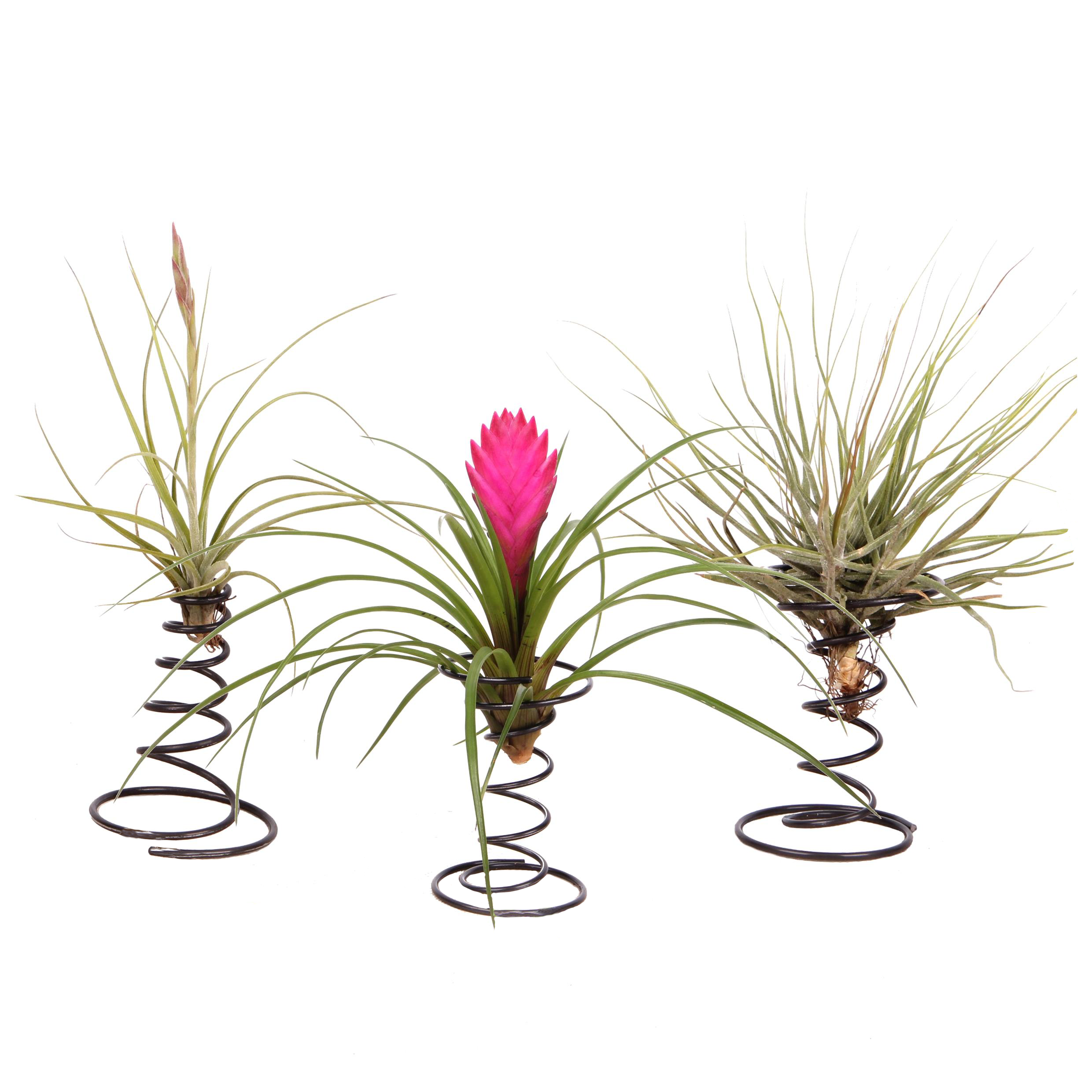 Tillandsia sur spirale décorative - méla