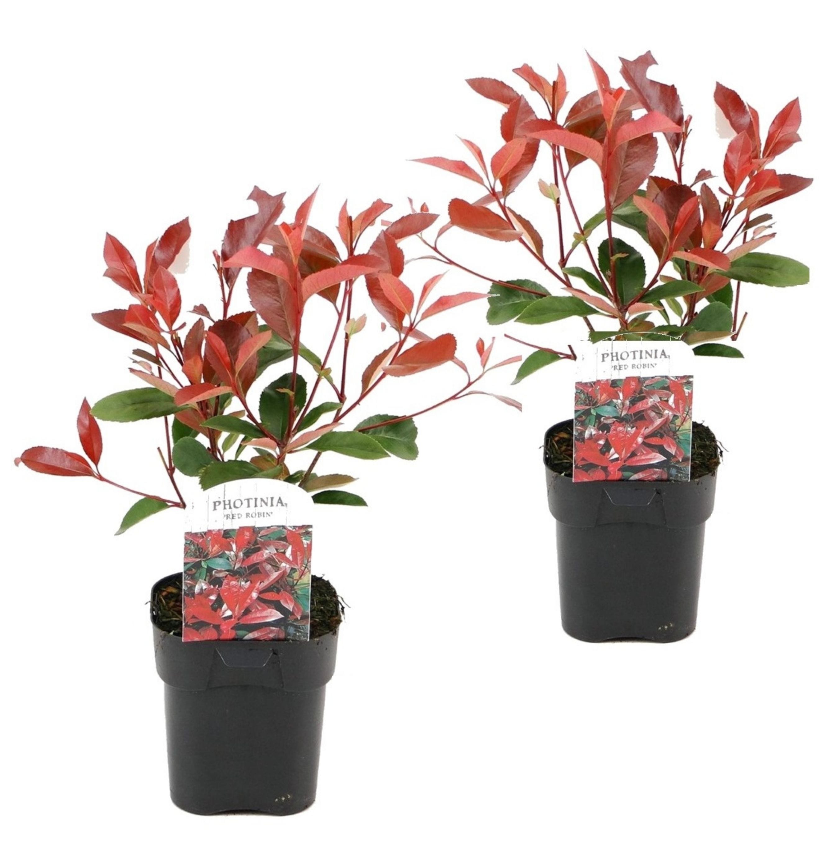 Photinia 'red robin' - lot de 2