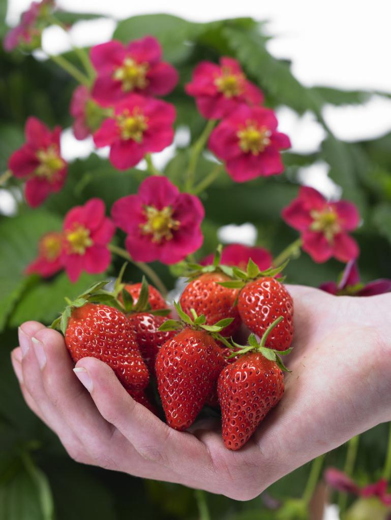 Fraisier 'fragaria roman' - lot de 6