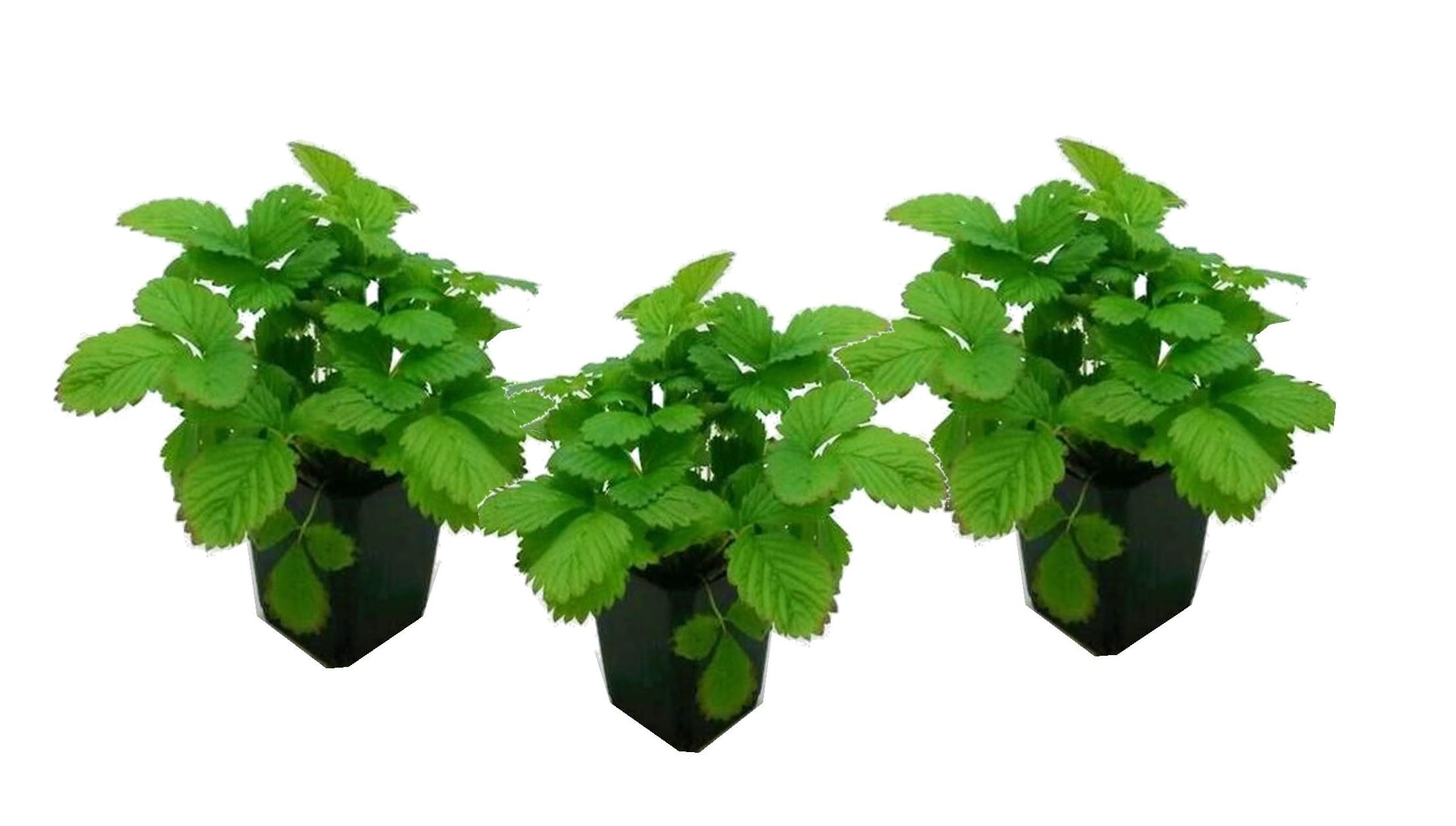 Fraise 'fragaria roman' - lot de 3