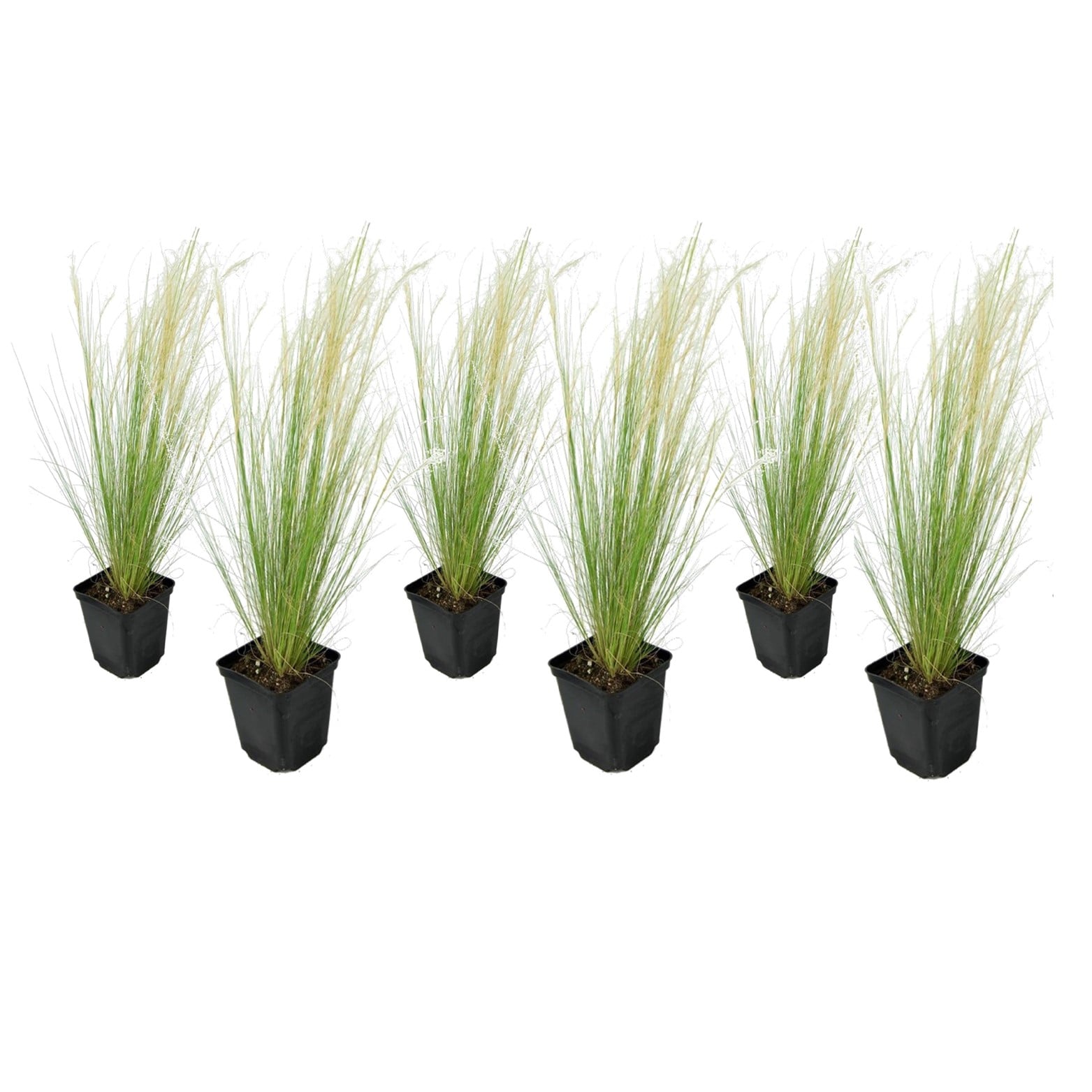 Stipa 'queue de cheval' - lot de 6