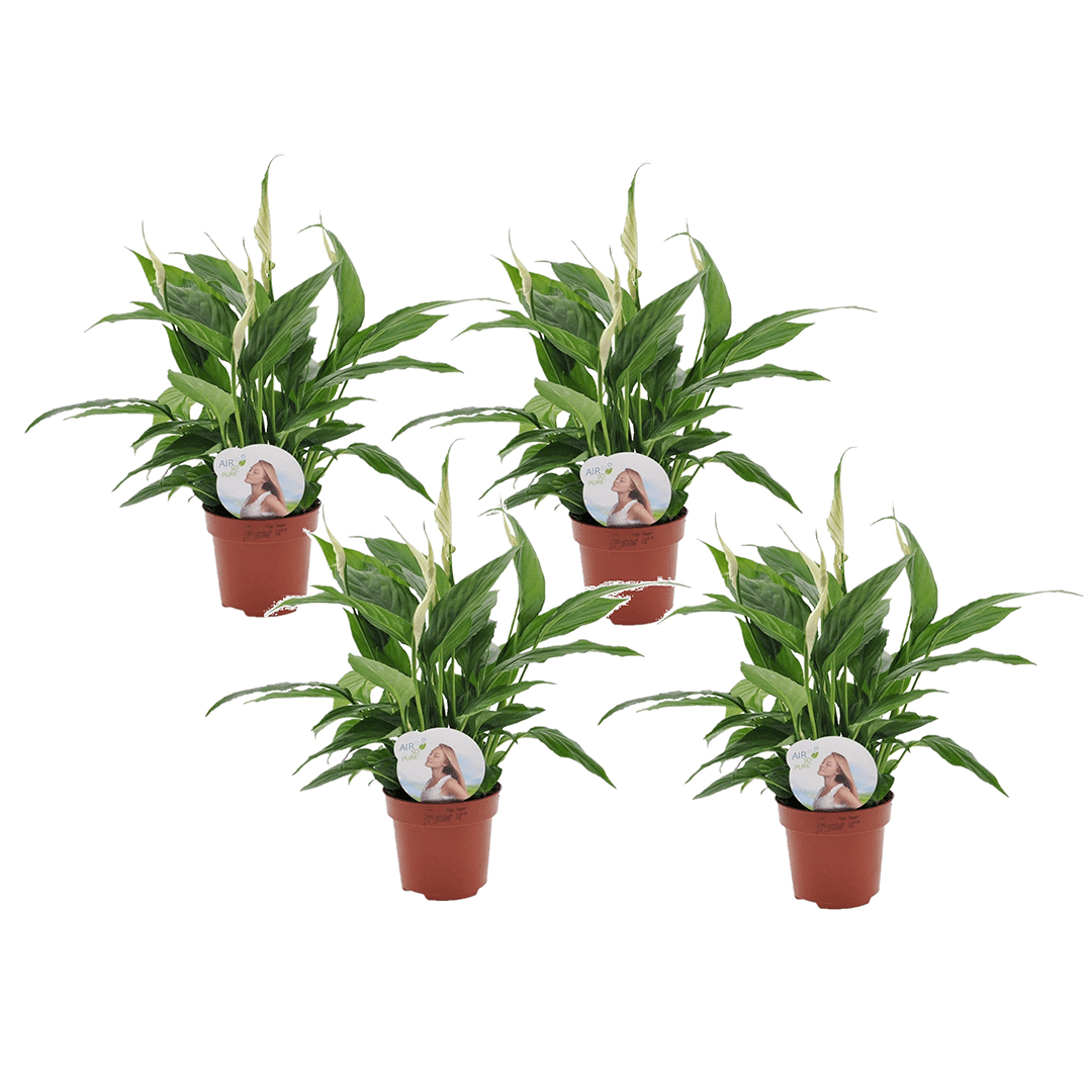 Spathiphyllum 'piece lily' - lot de 4