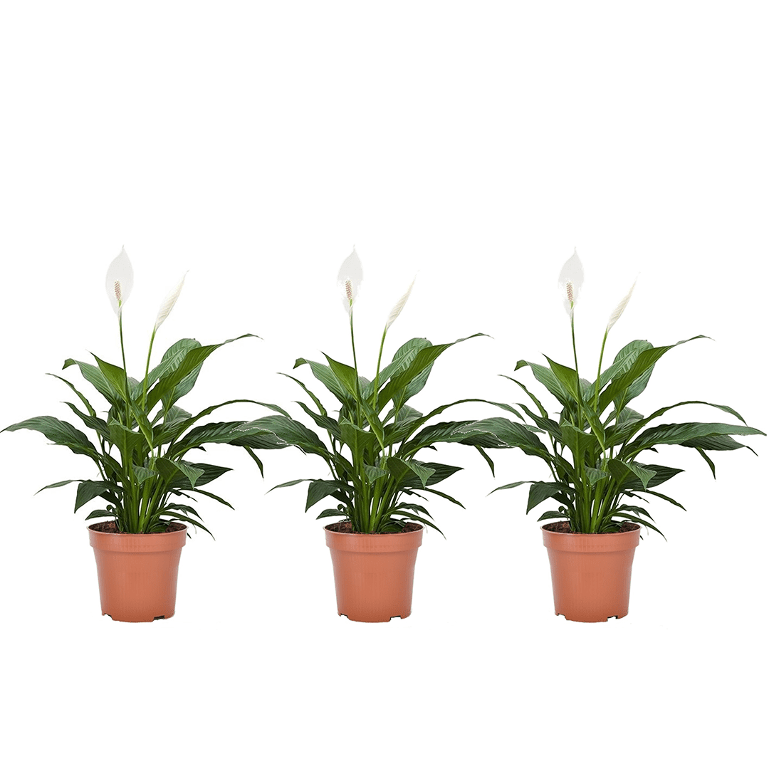 Spathiphyllum 'piece lily' - lot de 3