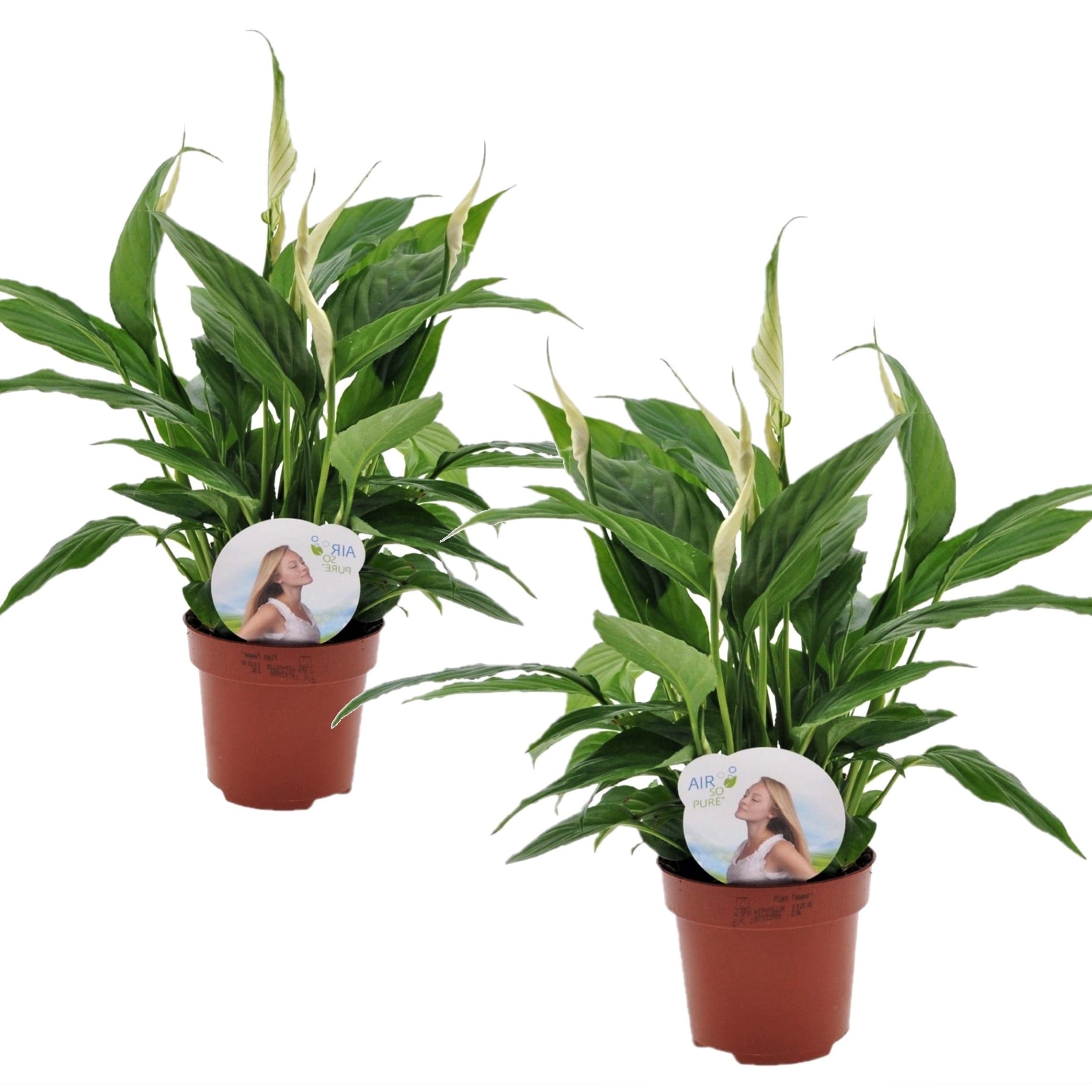 Spathiphyllum 'piece lily' - lot de 2