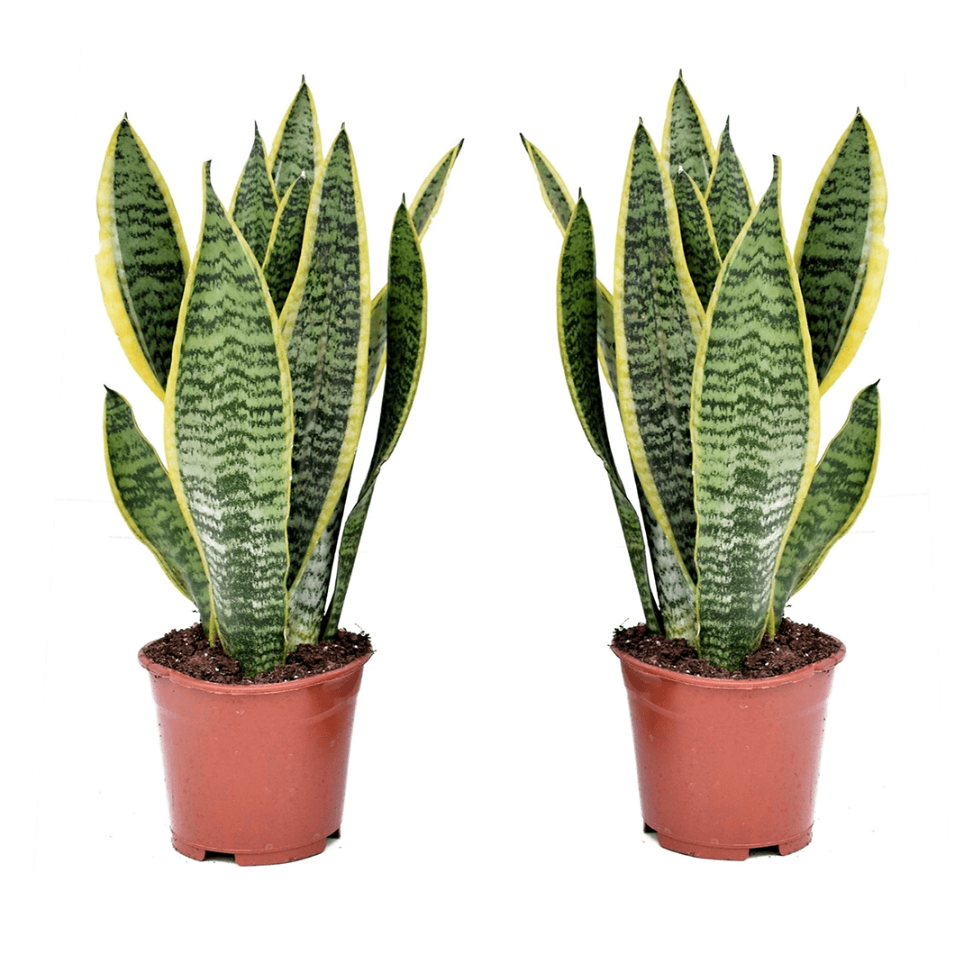 Sansevieria laurentii - lot de 2