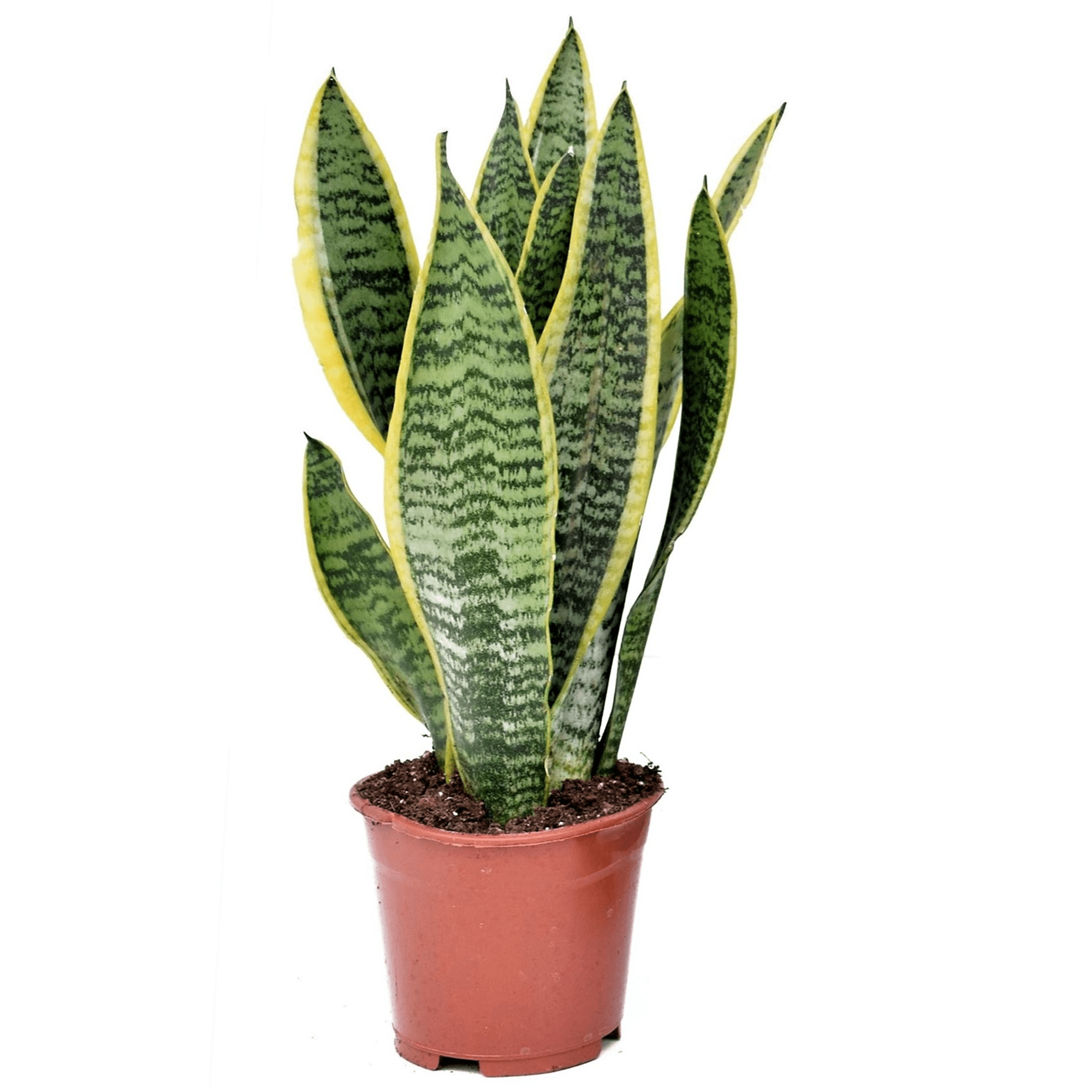 Sansevieria laurentii