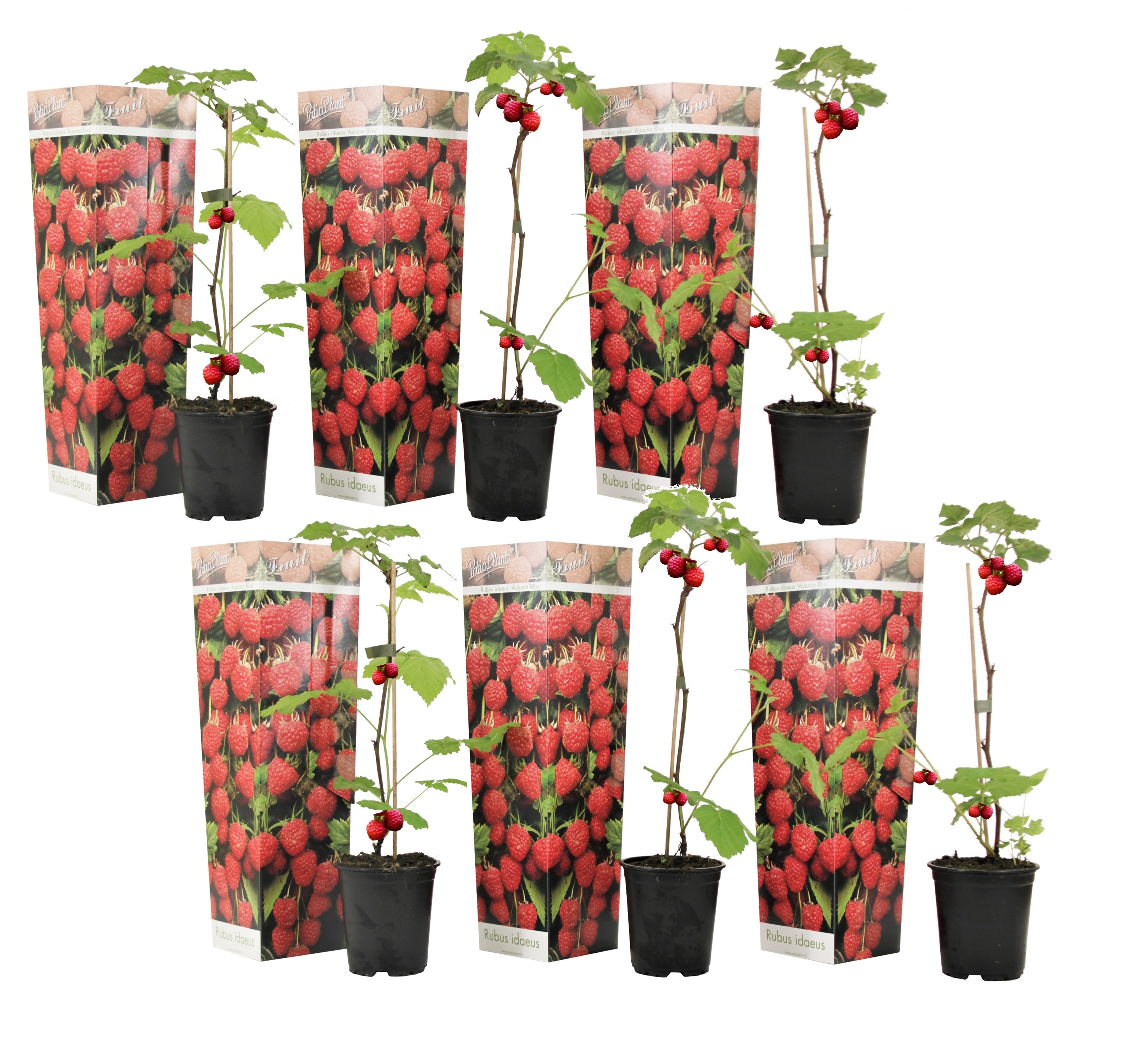 Framboisier 'rubus ideaus' - lot de 6