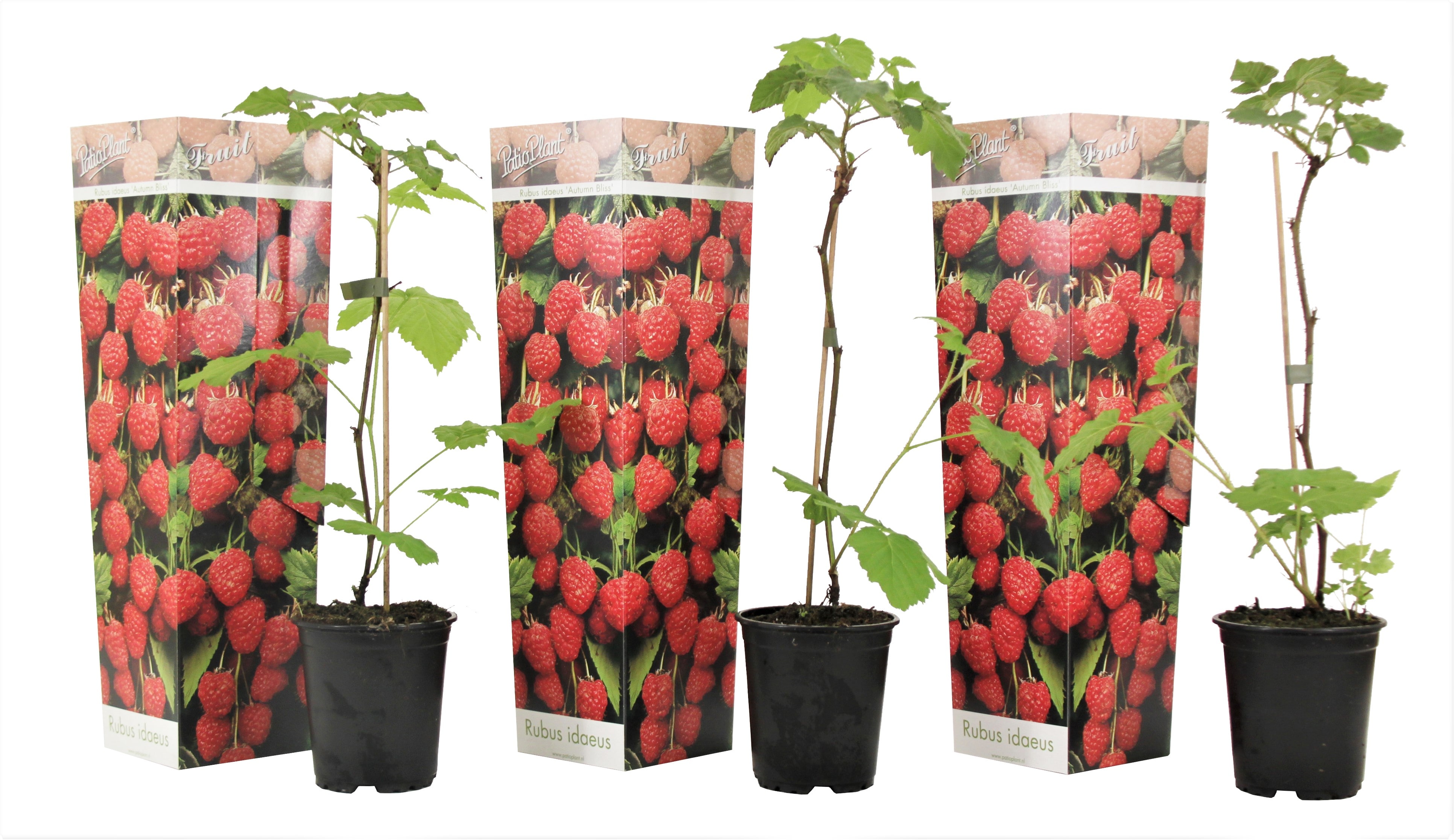 Framboisier 'rubus ideaus' - lot de 3