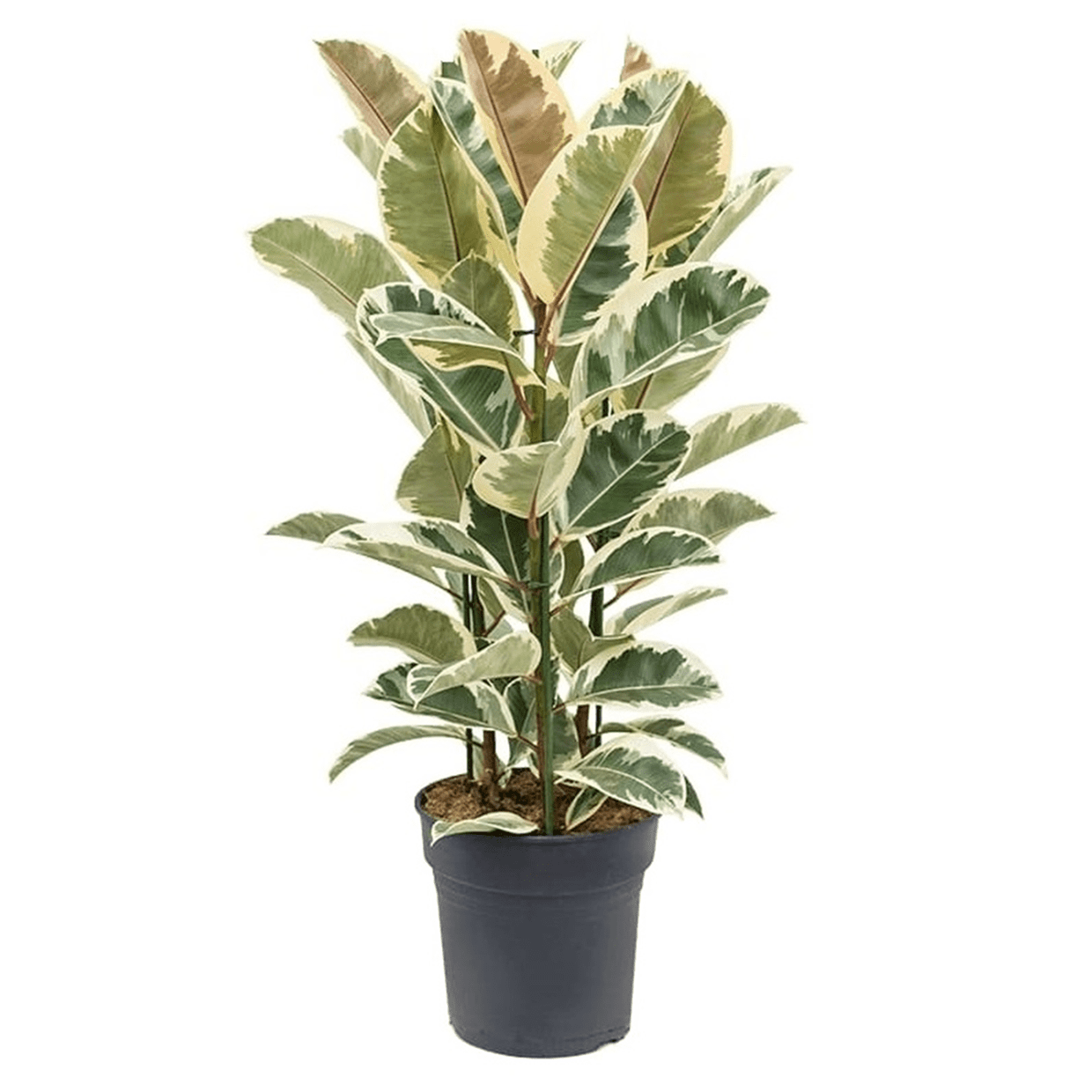 Ficus elastica tineke