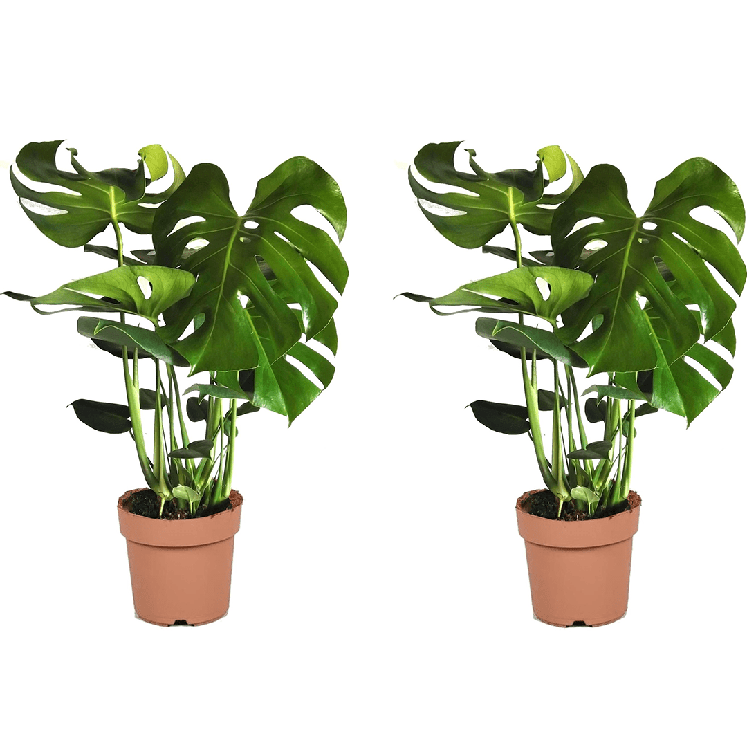 Monstera deliciosa grand 'swiss cheese p