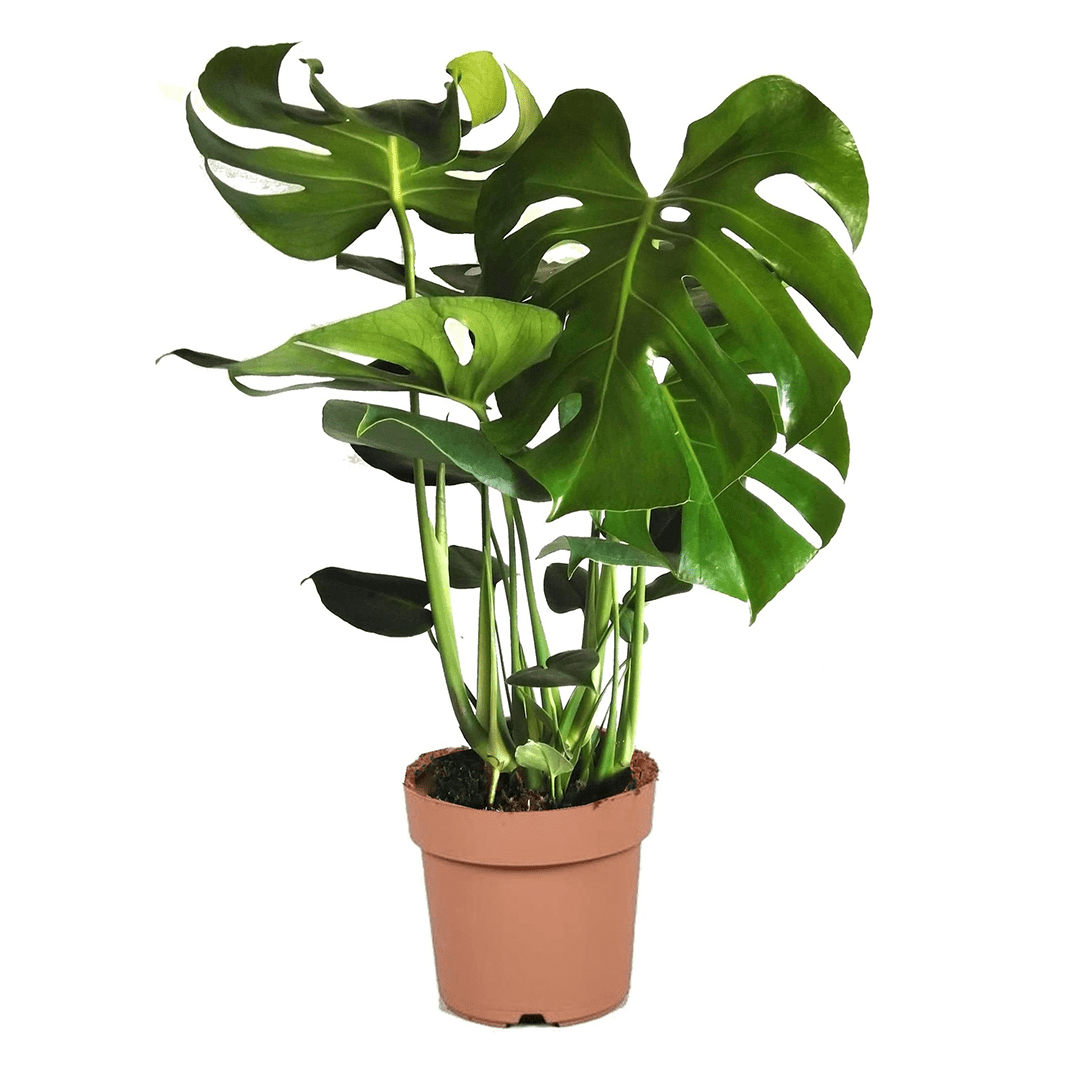 Monstera deliciosa large 'swiss cheese p