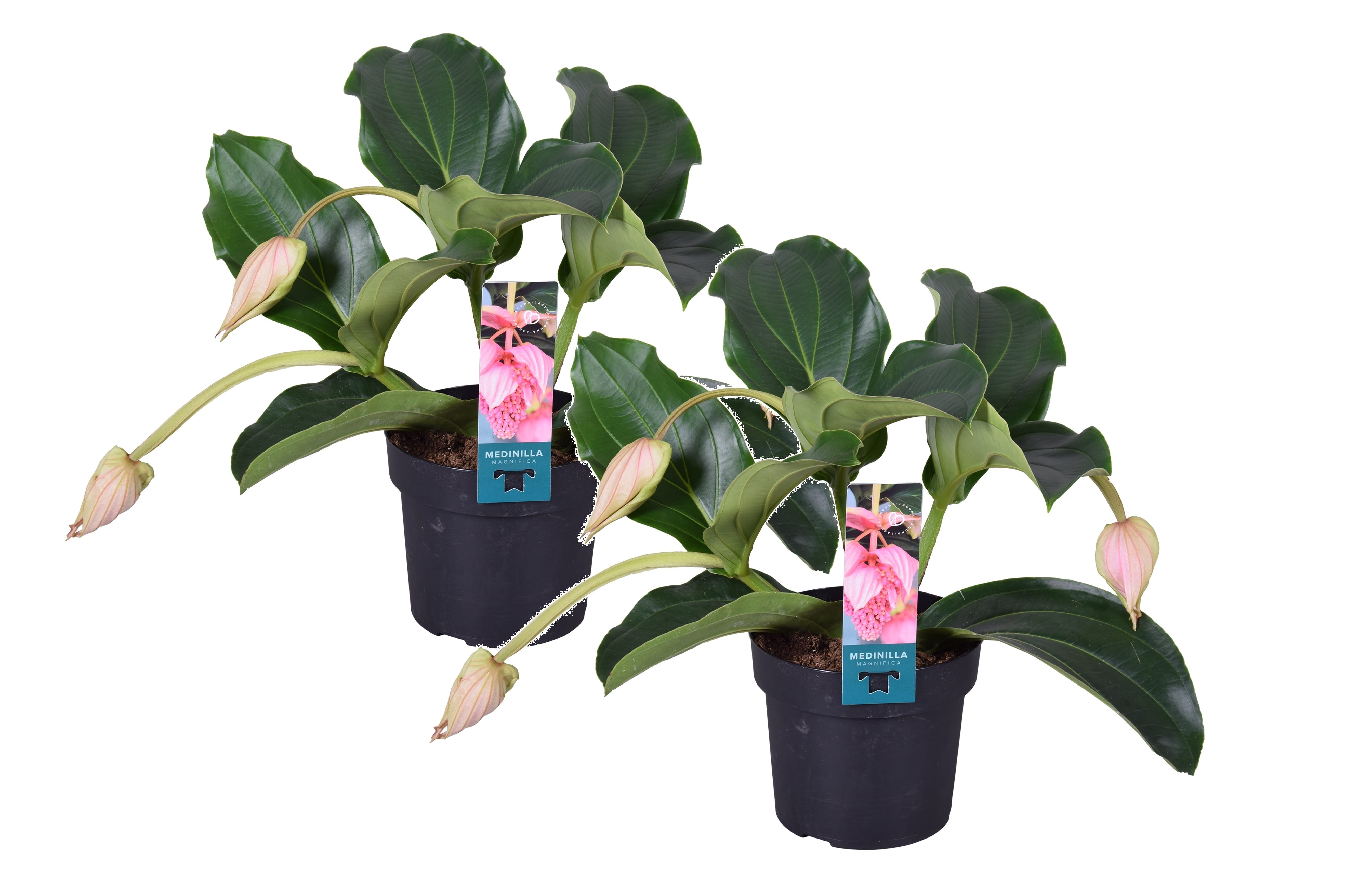 Medinilla magnifica pinatubo - lot de 2