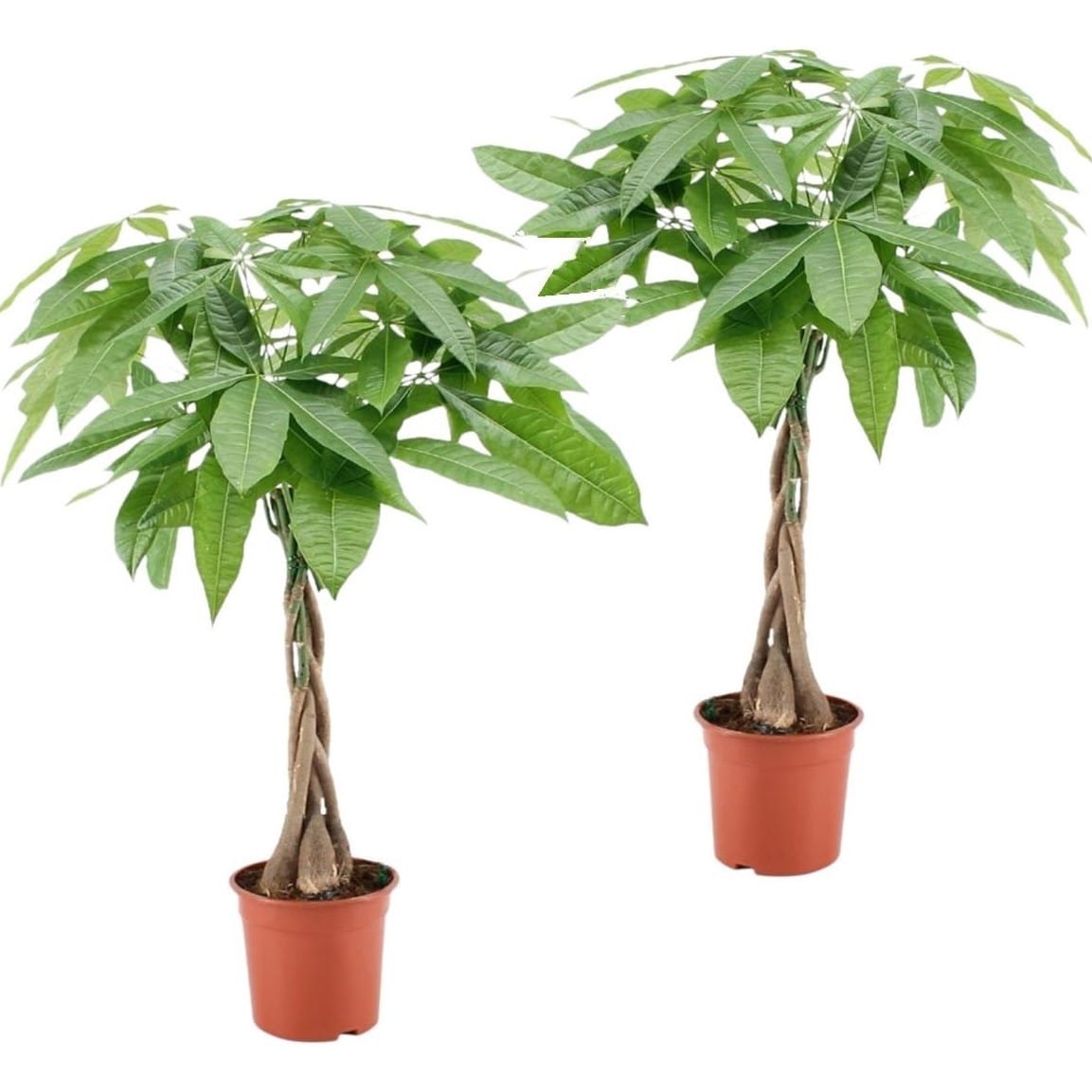 Pachira 'money tree' - lot de 2