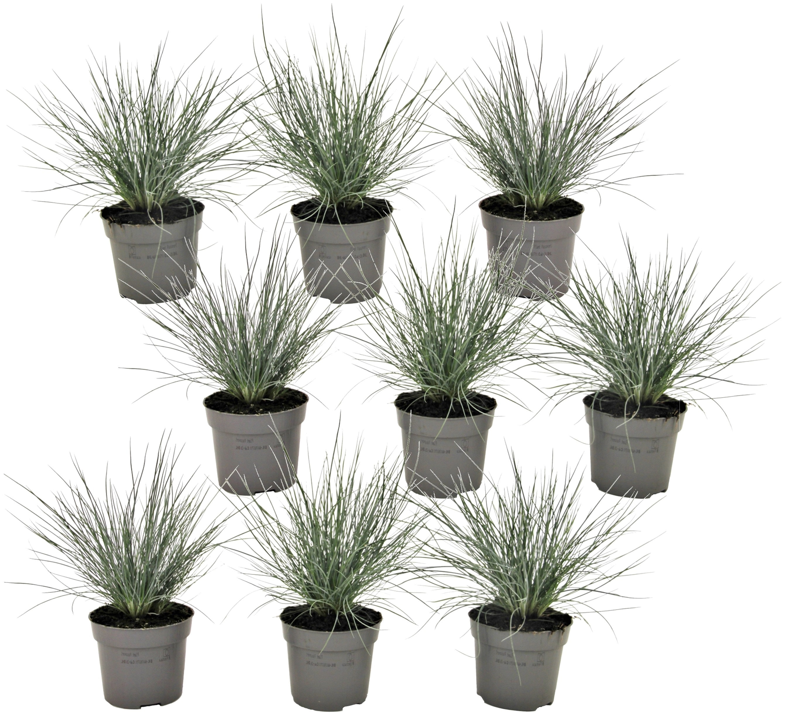 Festuca 'elijah blue' grass - lot de 9