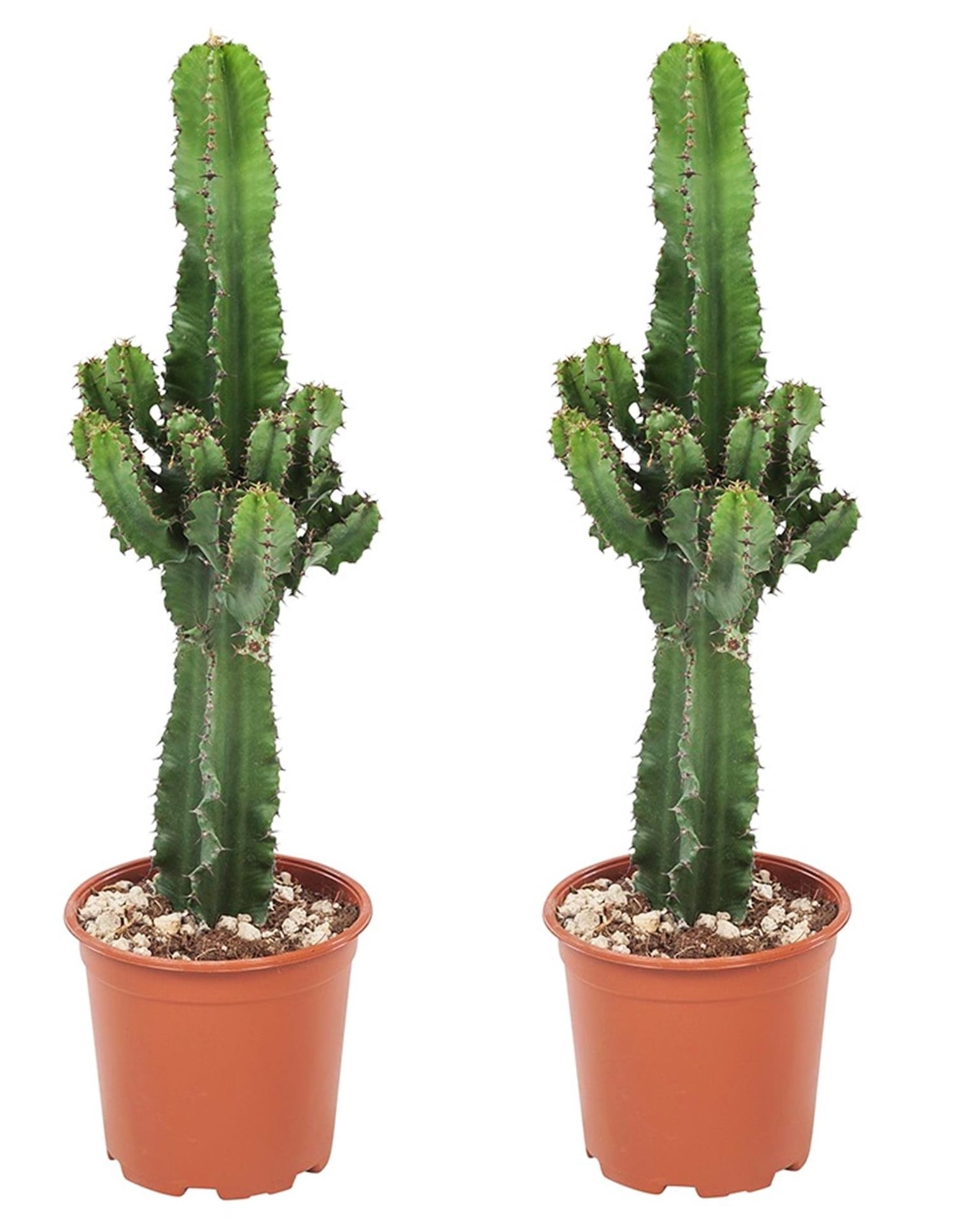 Euphorbia 'cowboy cactus' - lot de 2