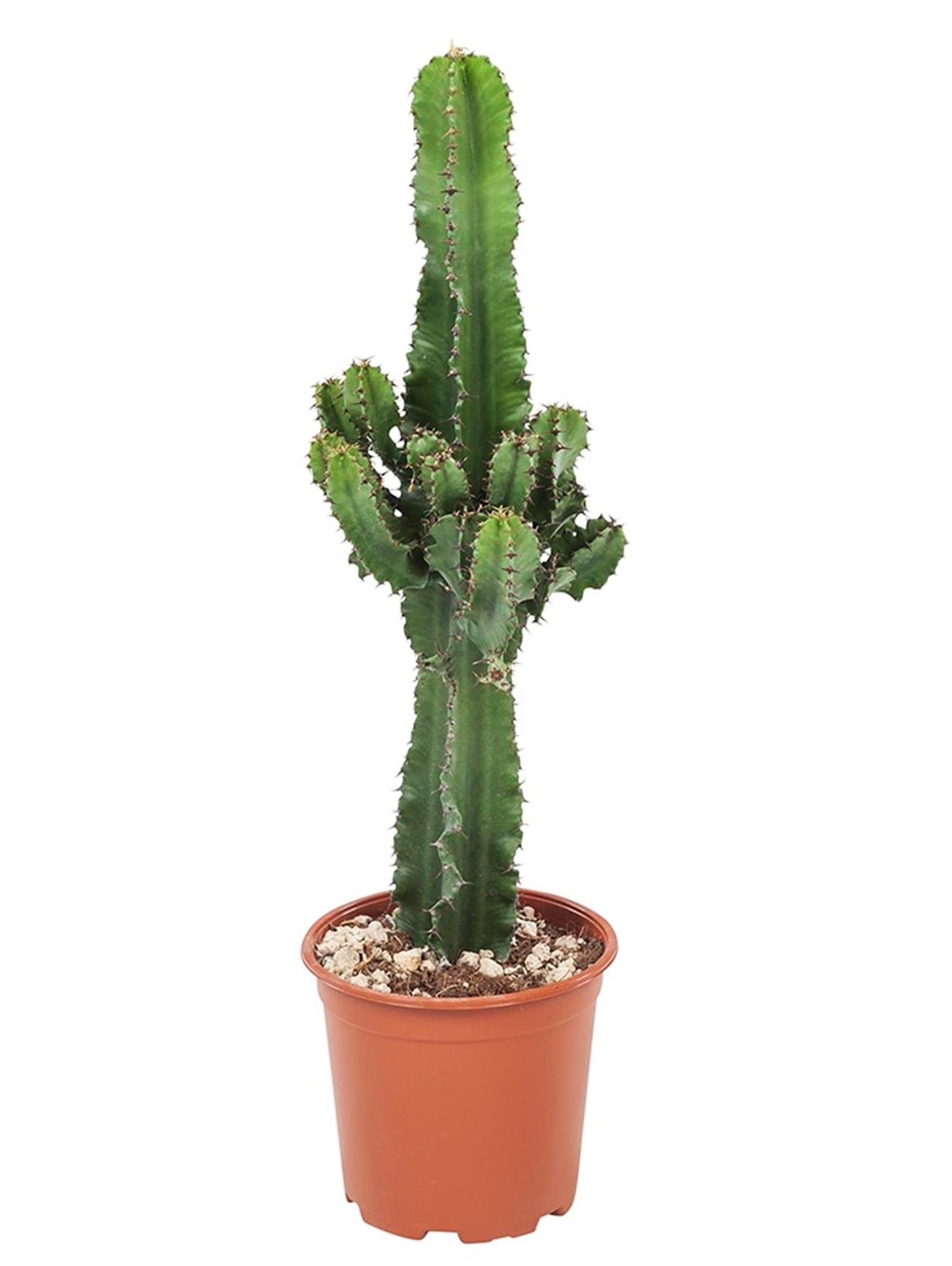 Euphorbia 'cowboy cactus' - lot de 6