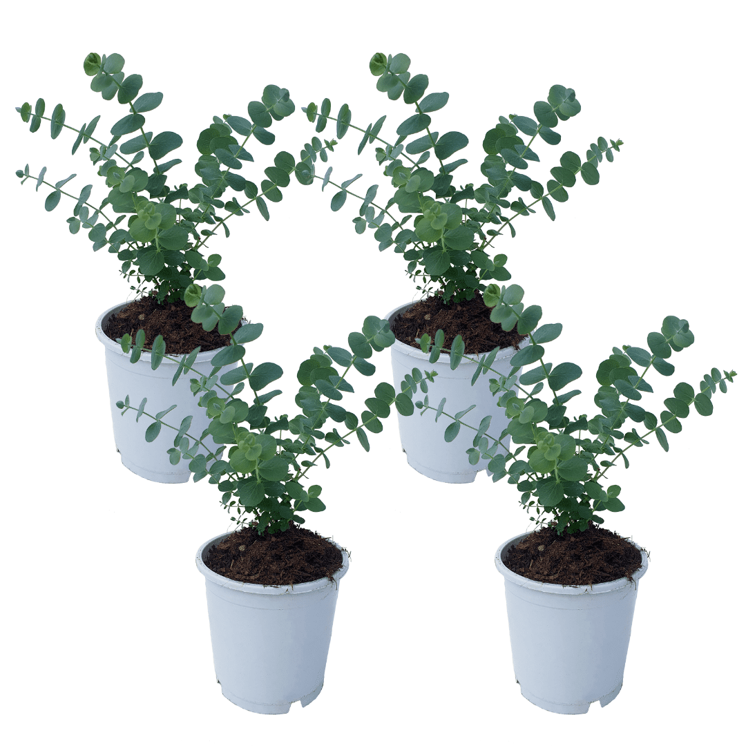 Eucalyptus baby blue 's' - lot de 4