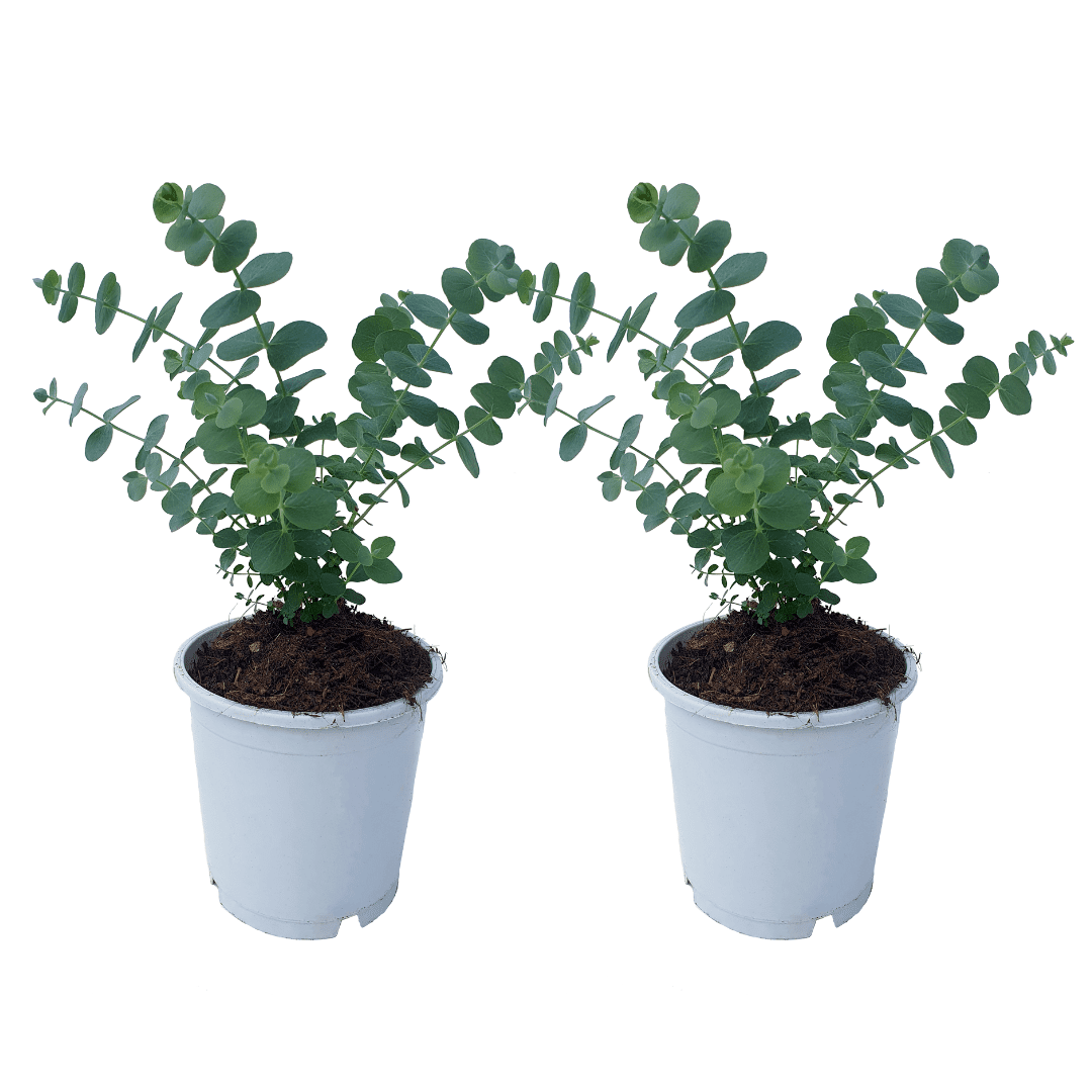 Eucalyptus baby blue 's' - lot de 2