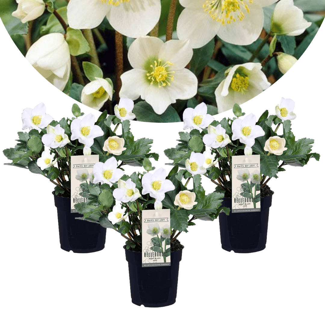 Helleborus 'christmas rose' - lot de 3