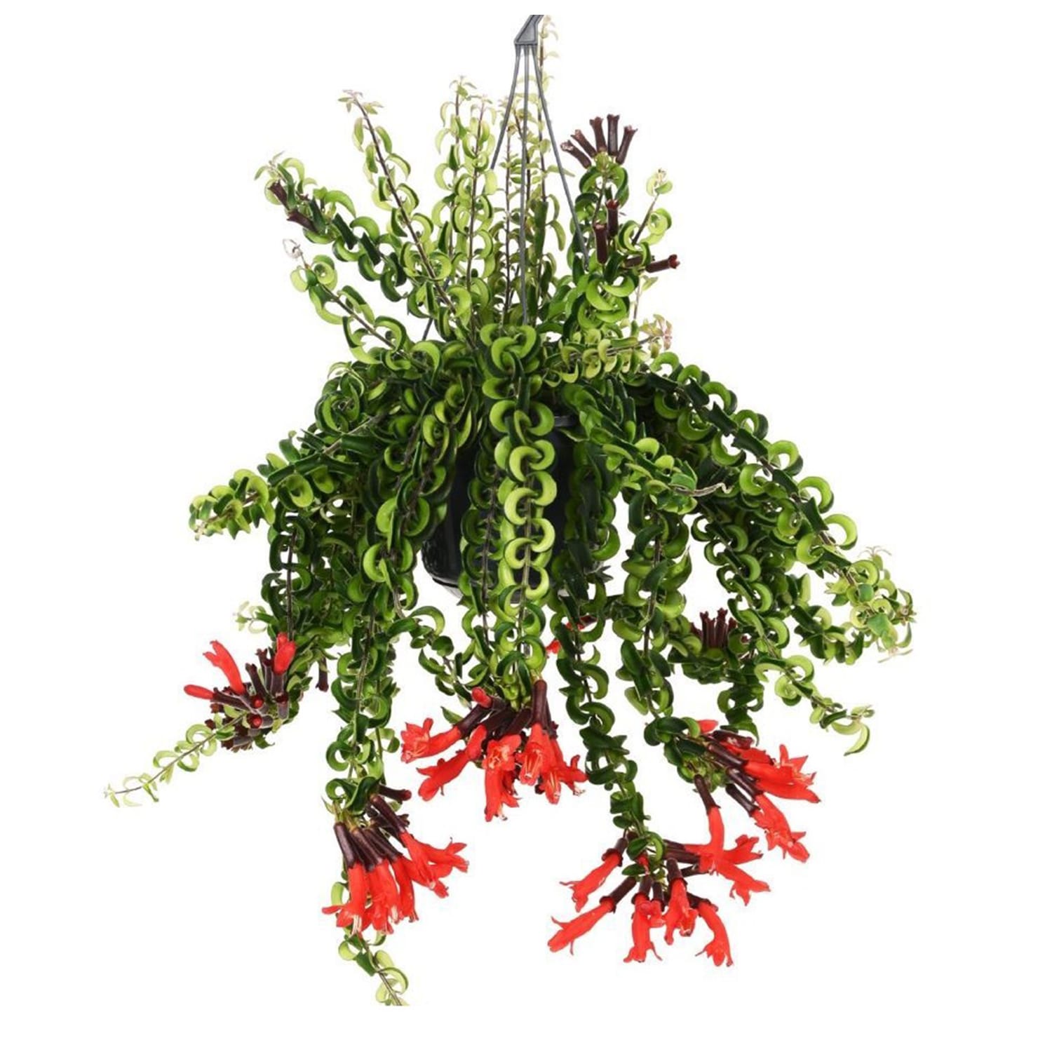 Aeschynanthus 'twister' plante suspendue