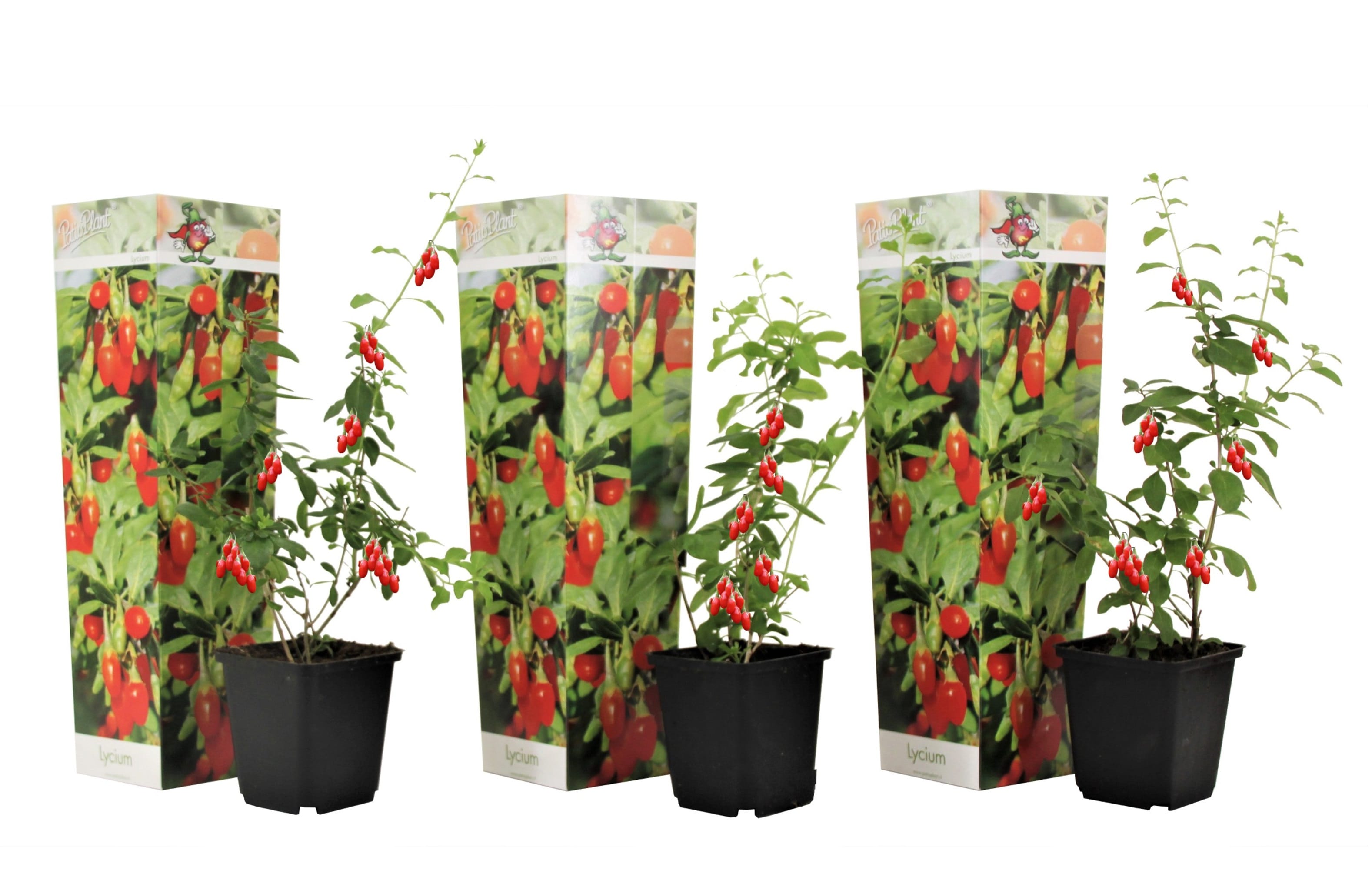 Goji berry - lot de 3