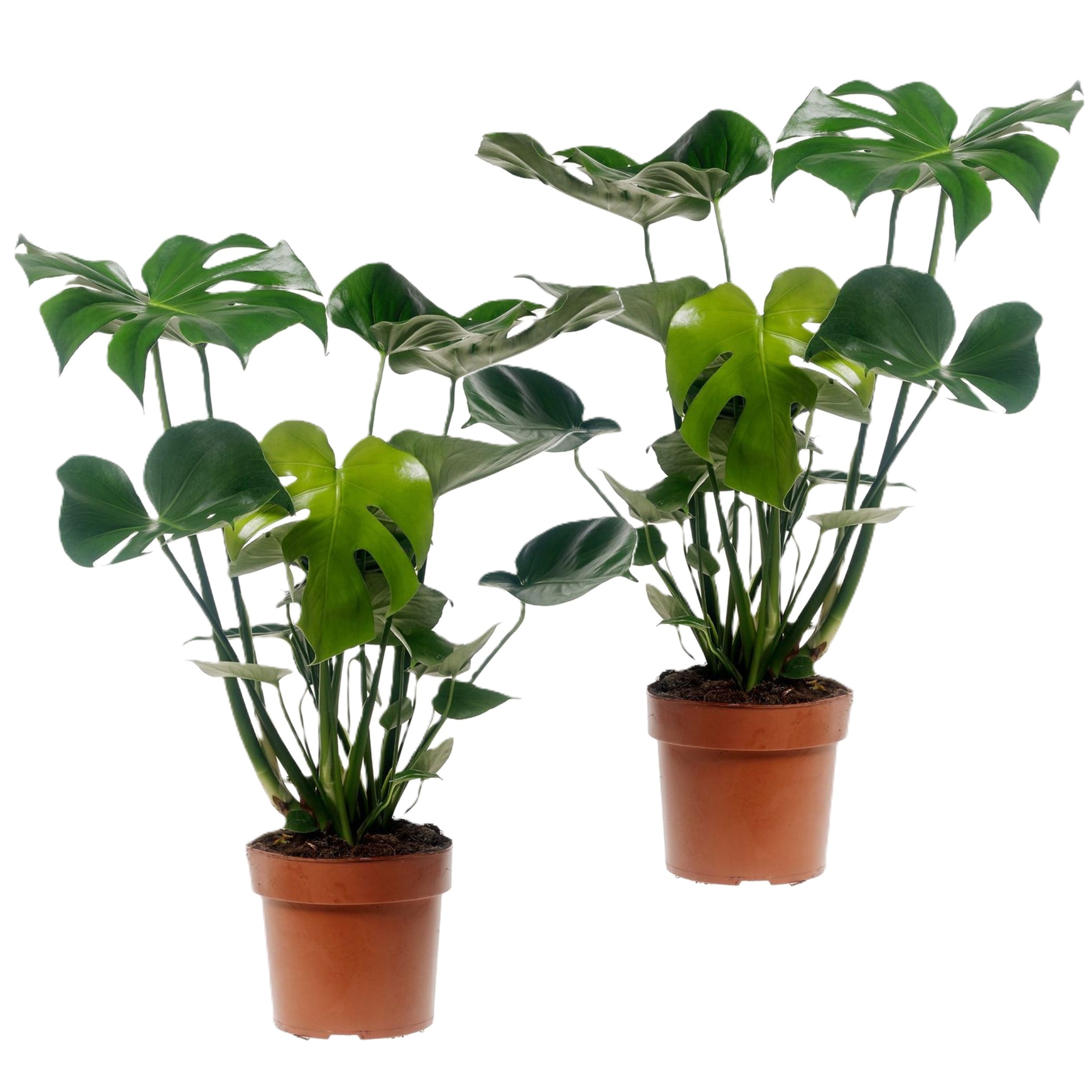 Monstera deliciosa - lot de 2