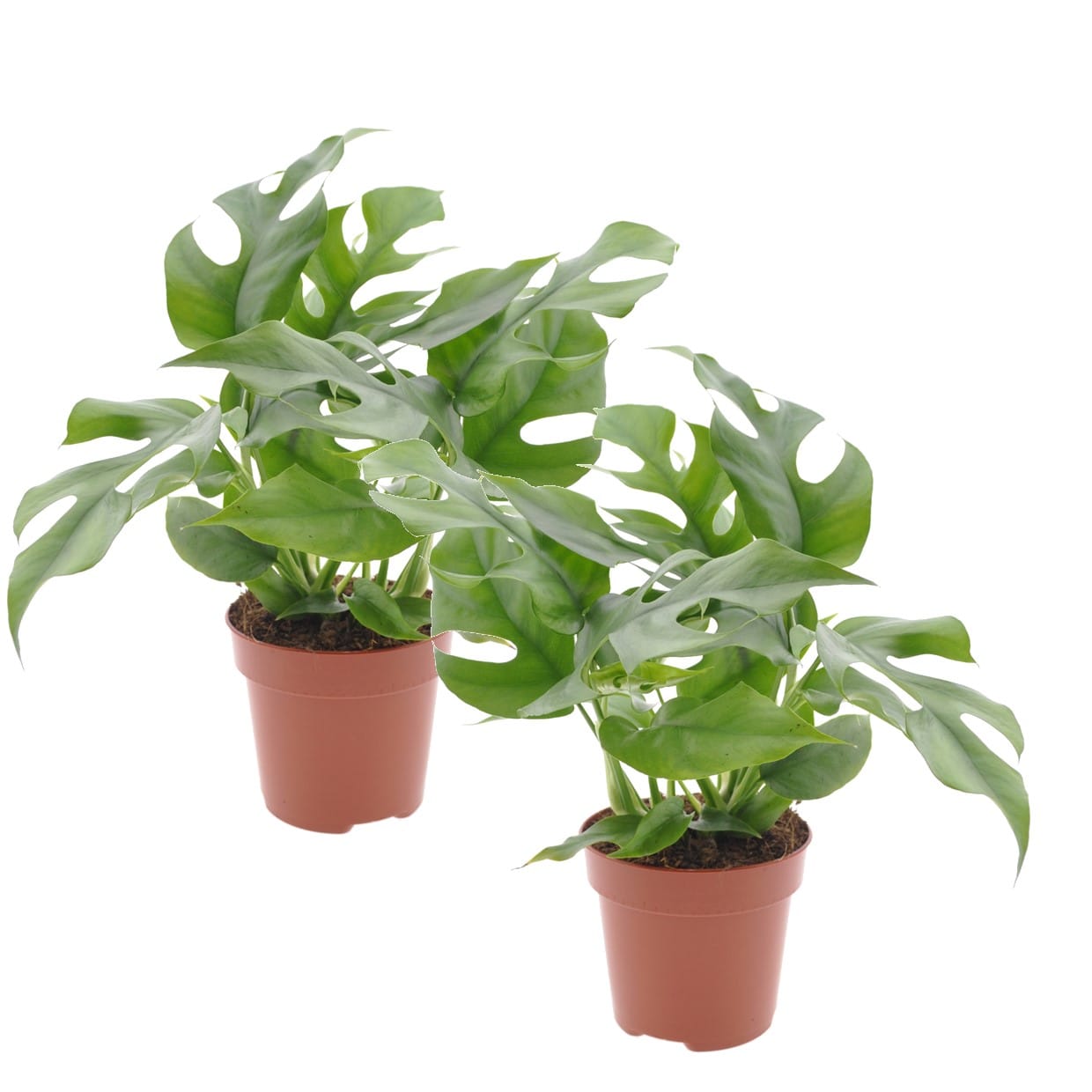 Monstera minima - lot de 2