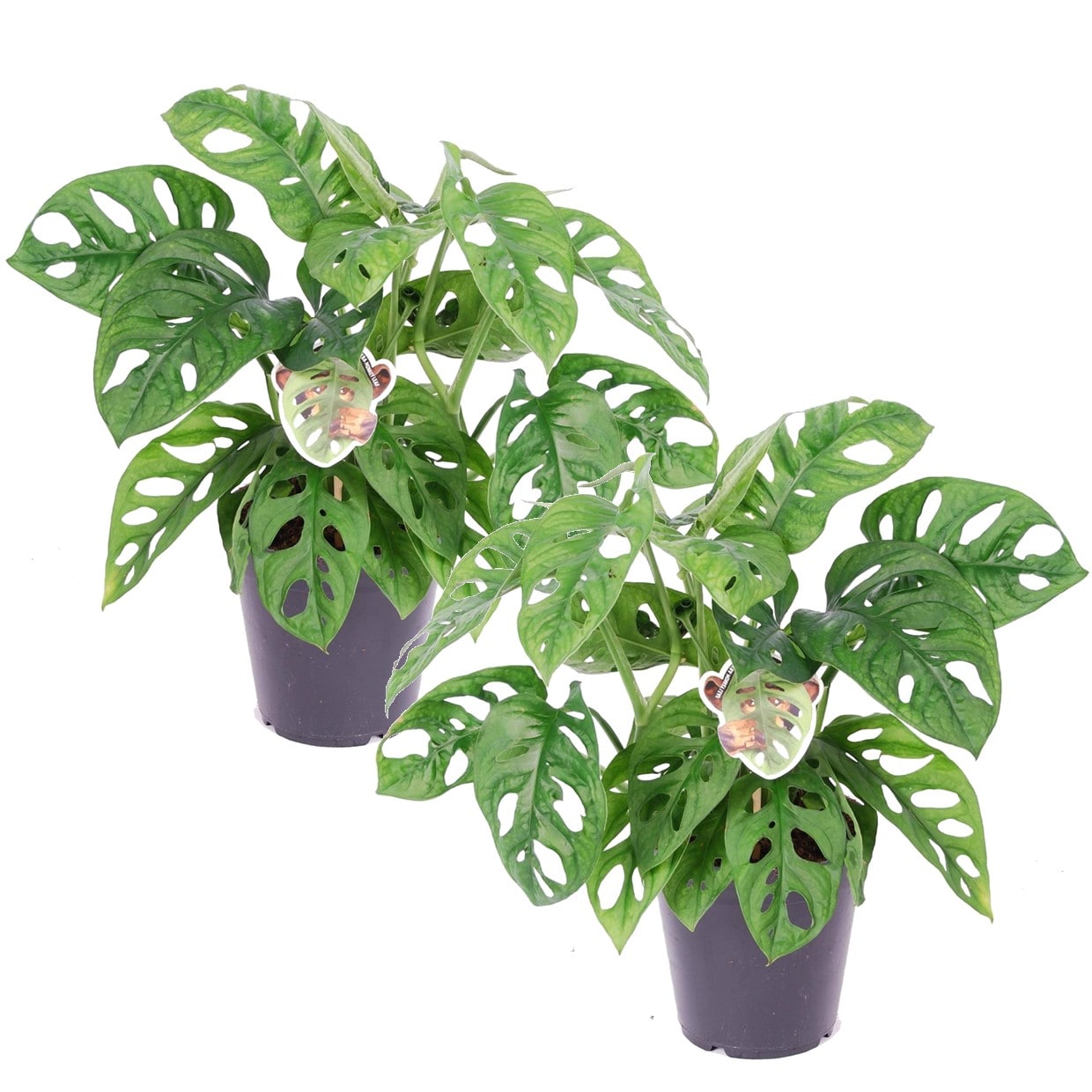 Monstera monkey mask 'obliqua' - lot de