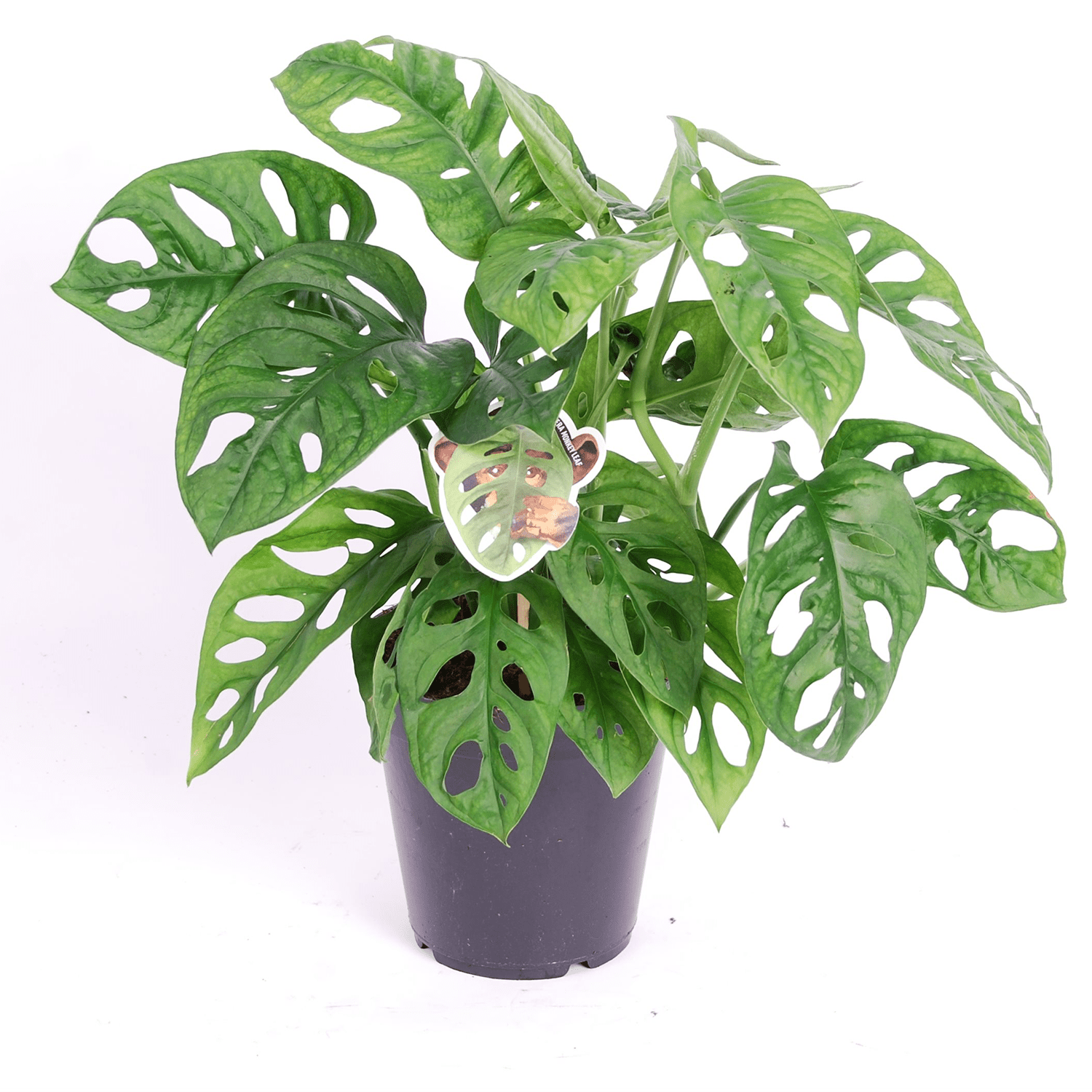 Monstera monkey mask 'obliqua' (masque d