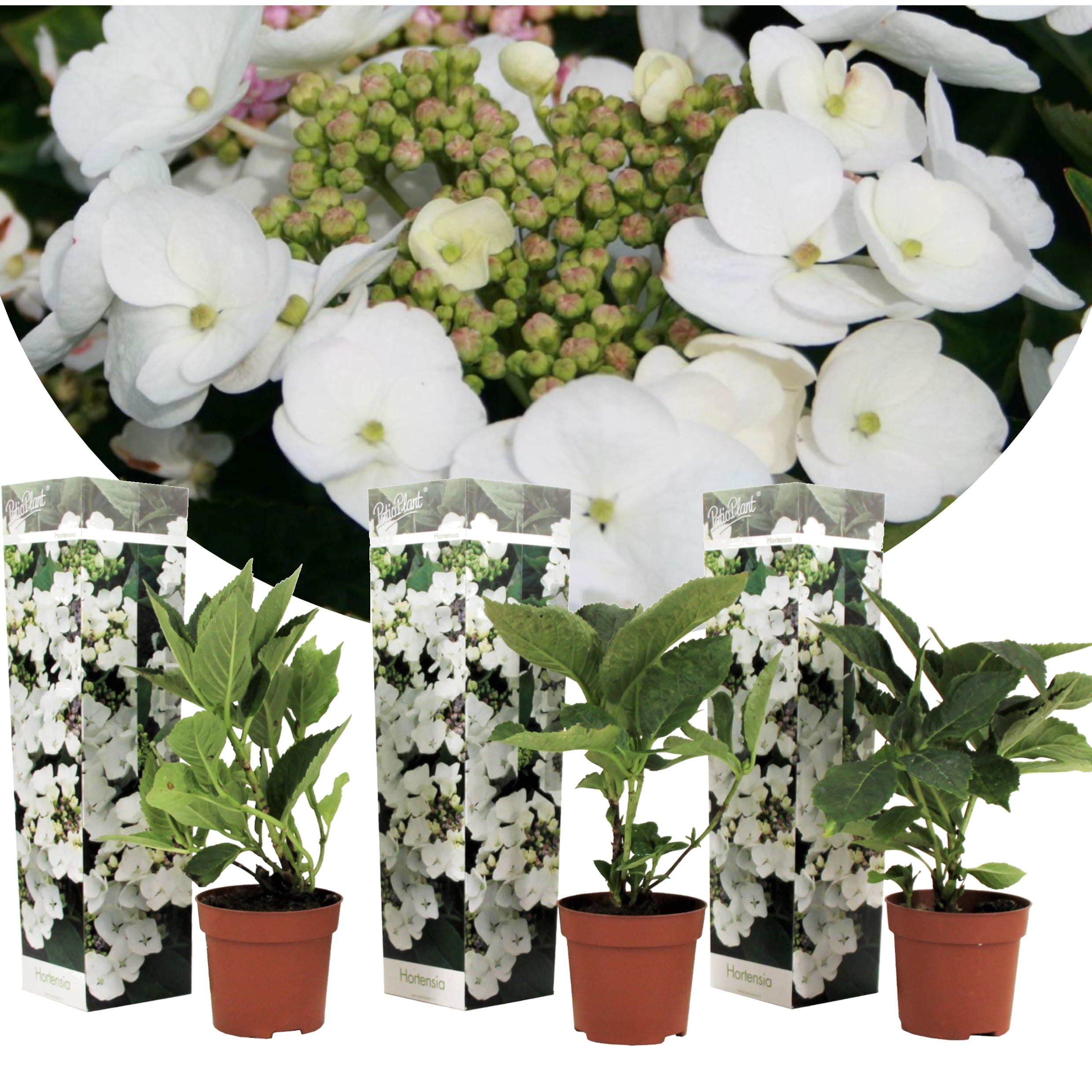 Hydrangea teller blanc - lot de 3