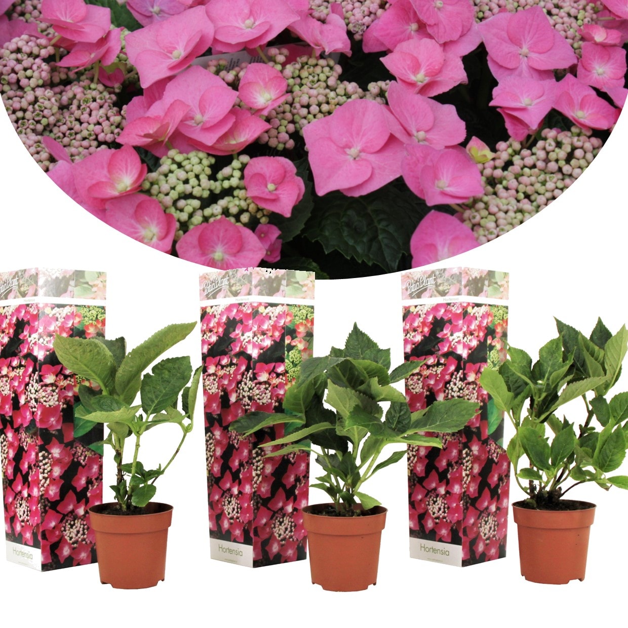 Hydrangea teller roze - lot de 3