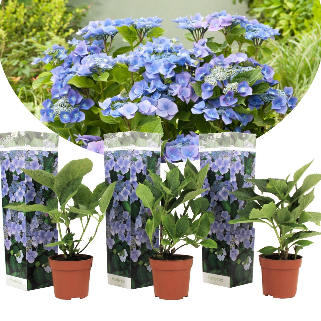 Hortensia teller blue - lot de 3