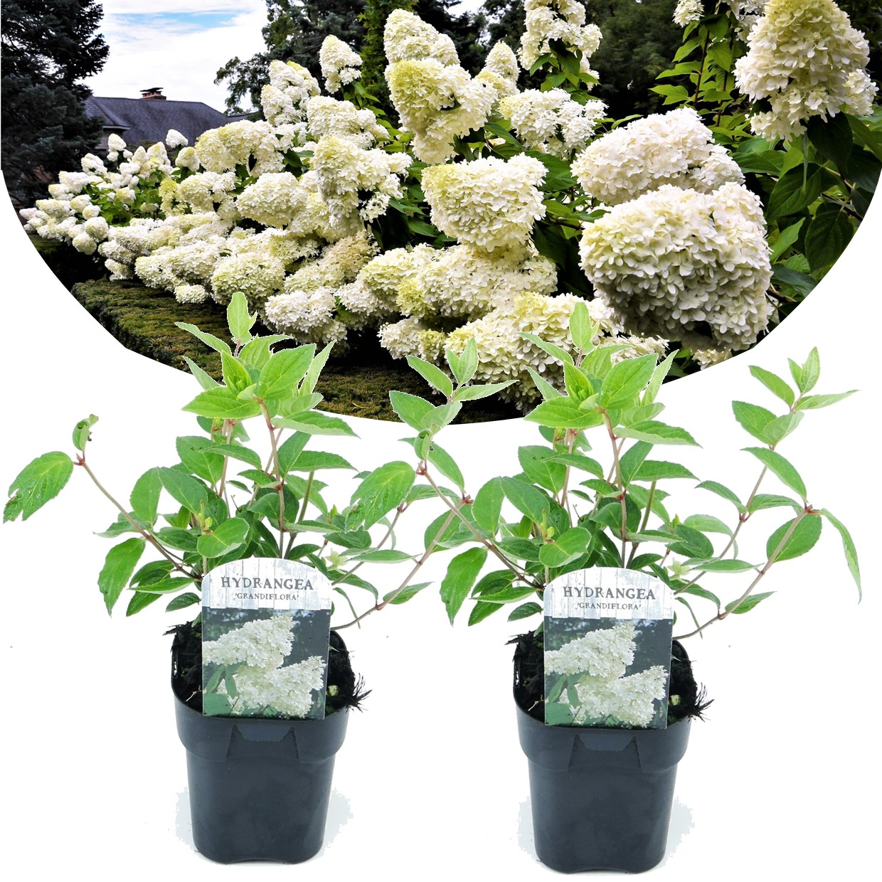 Hydrangea grandiflora - lot de 2