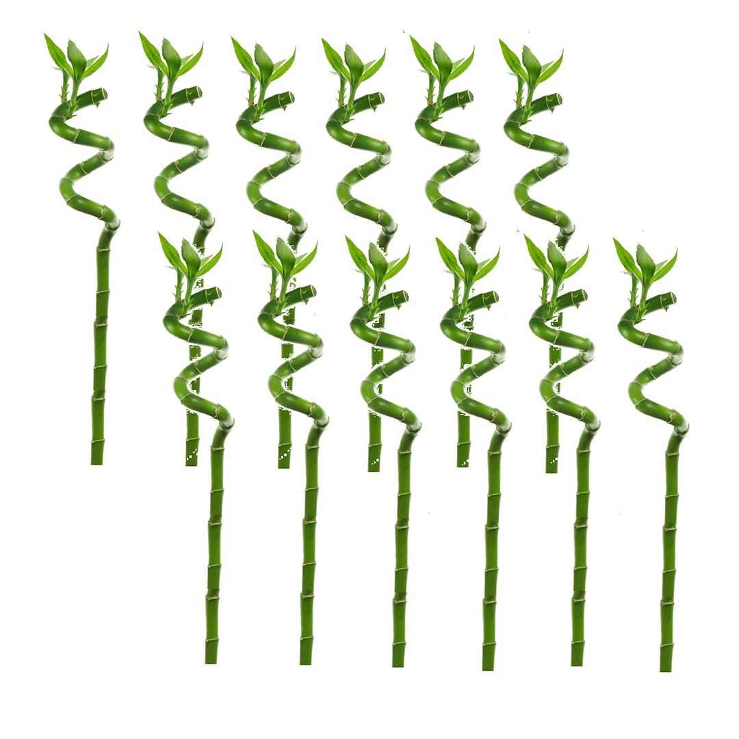 Lucky bamboo tiges - lot de 12