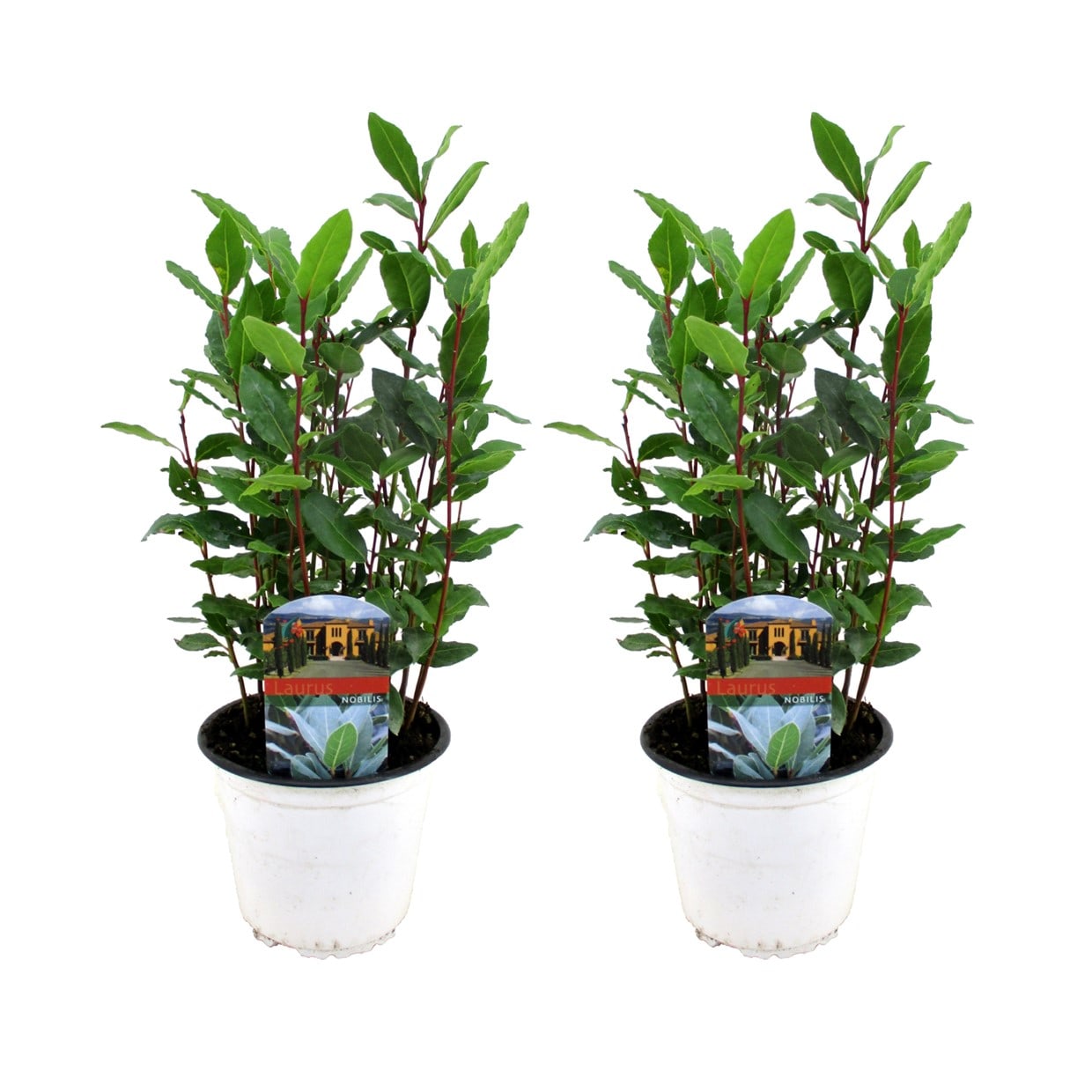 Laurel bush - lot de 2