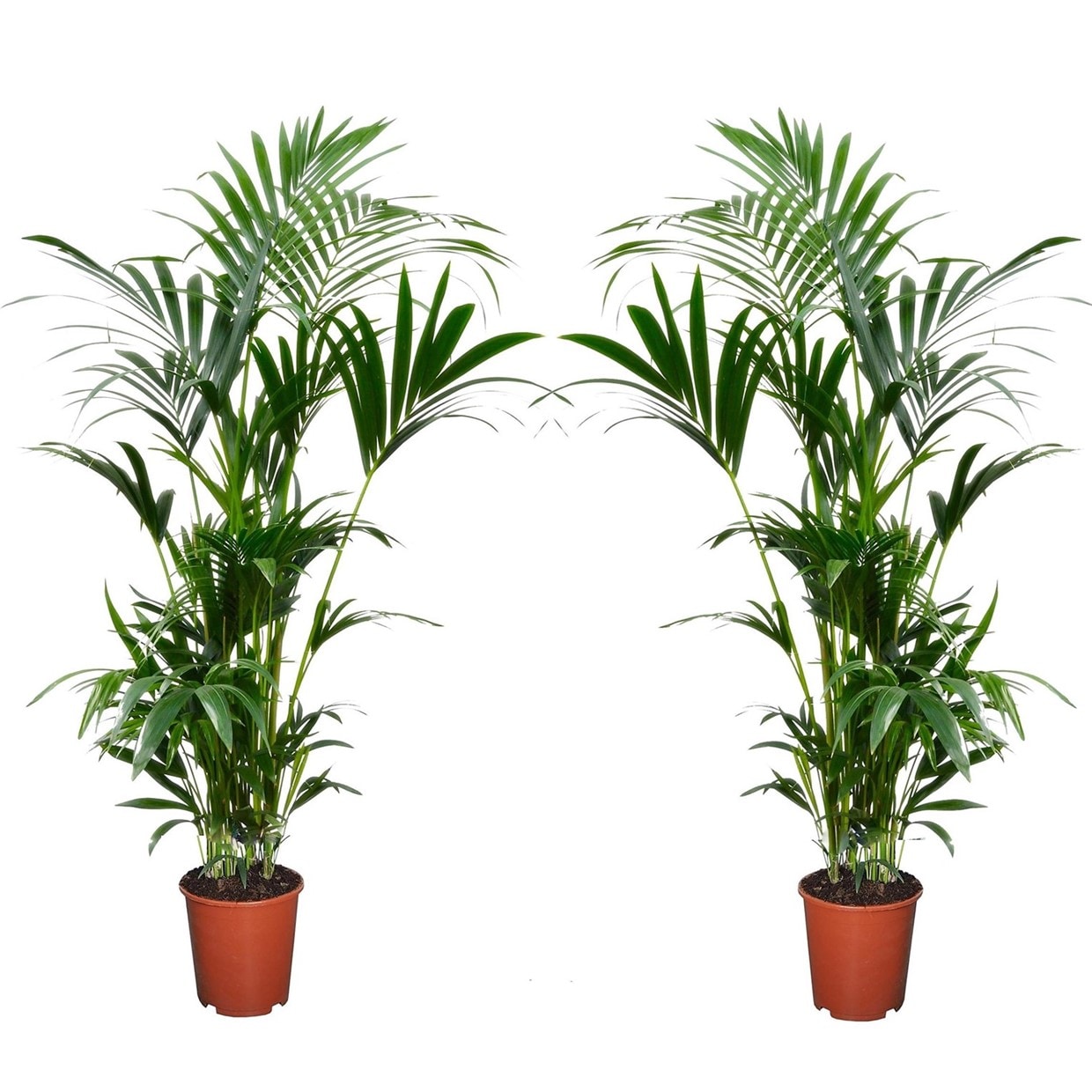 Kentia indoor palm - lot de 2