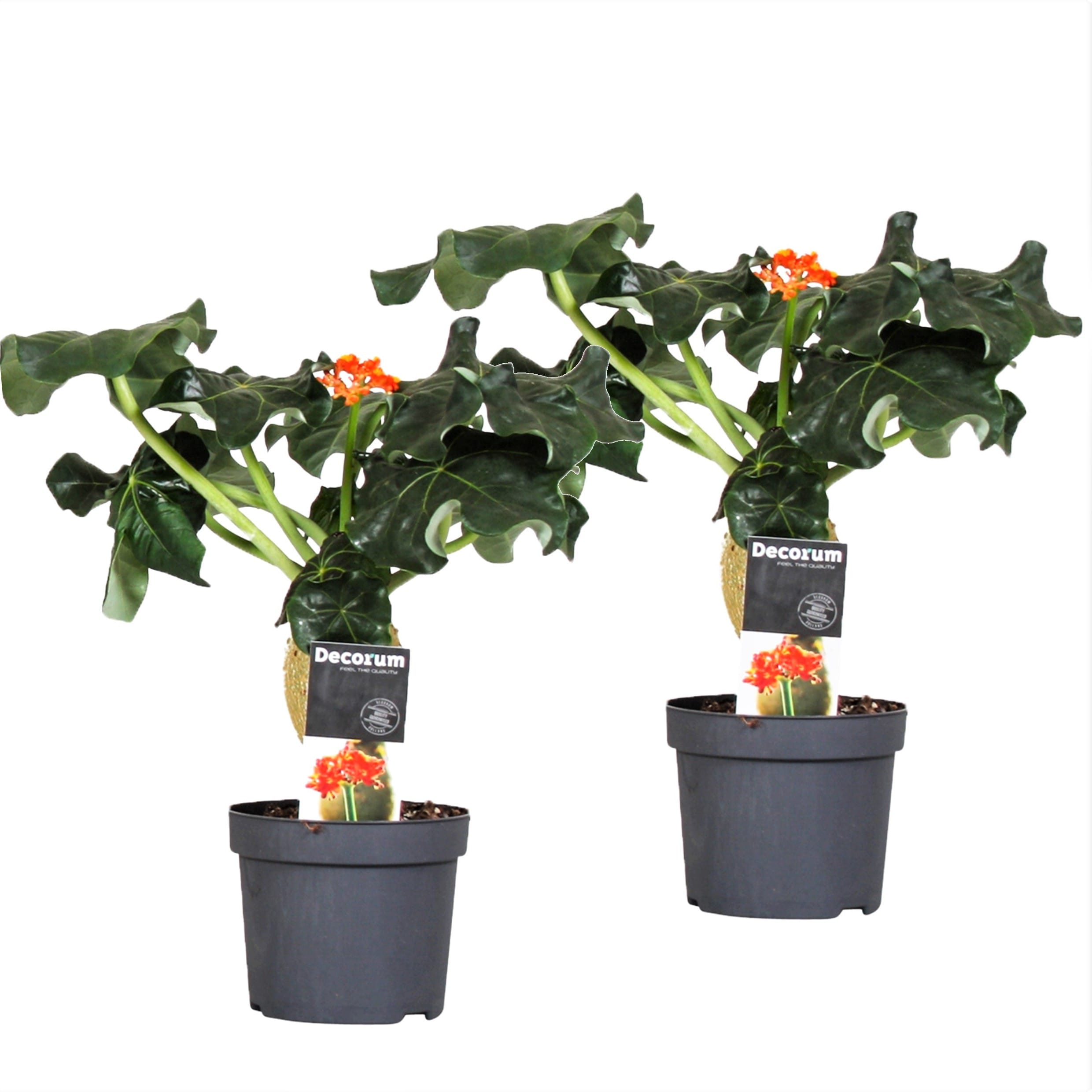 Jatropha podagrica - lot de 2