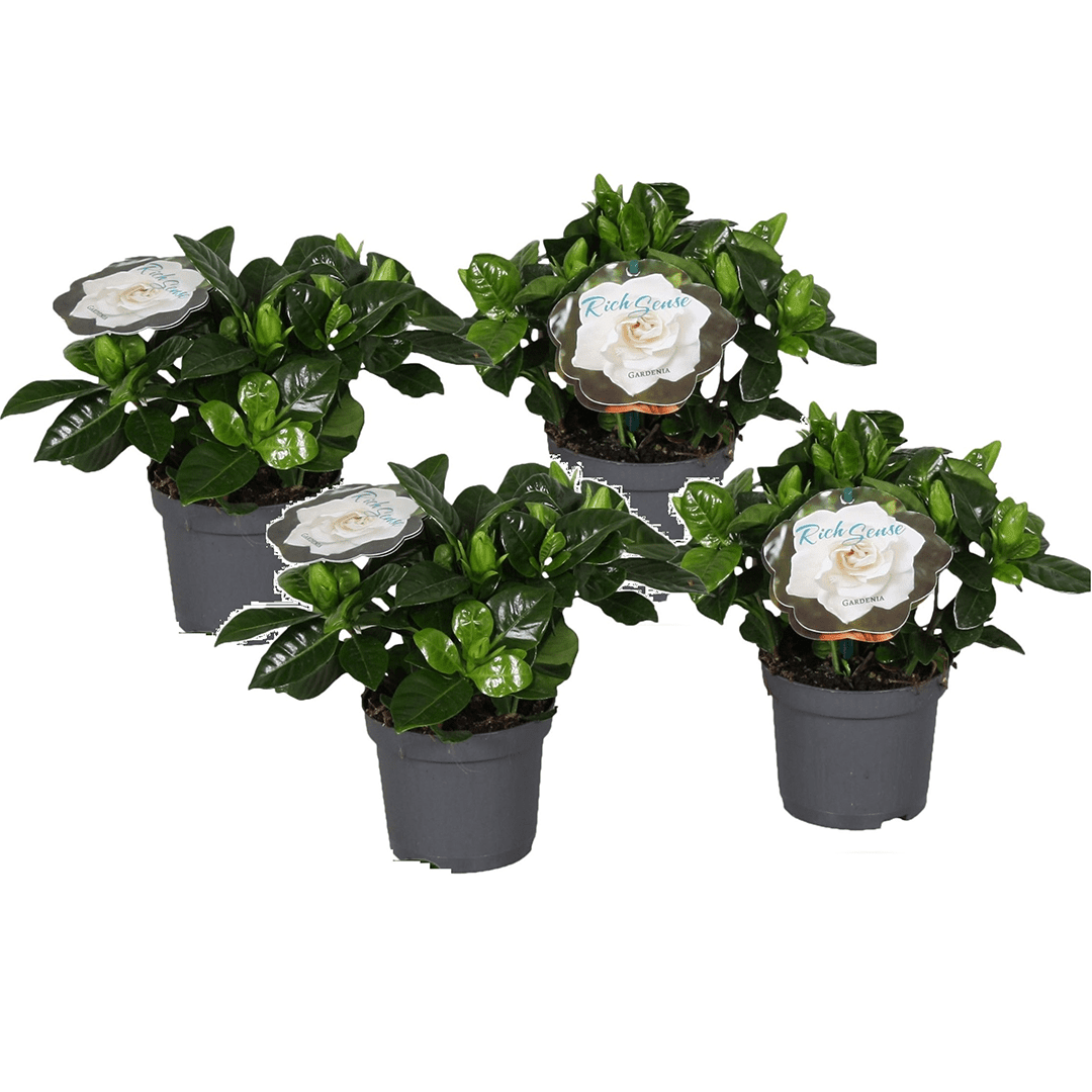 Gardenia jasminoides - lot de 4