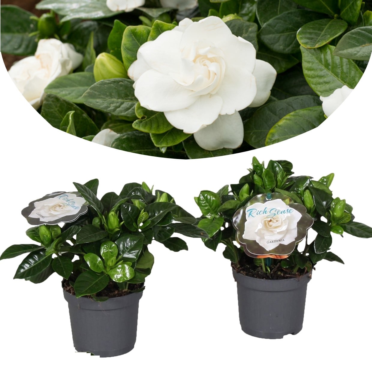 Gardenia jasminoides - lot de 2