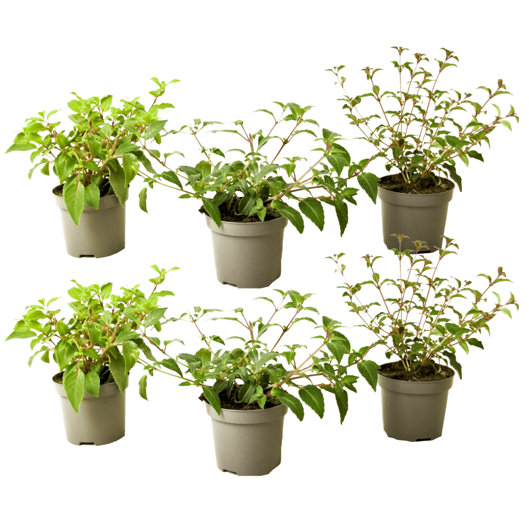 Fuchsia - lot de 6