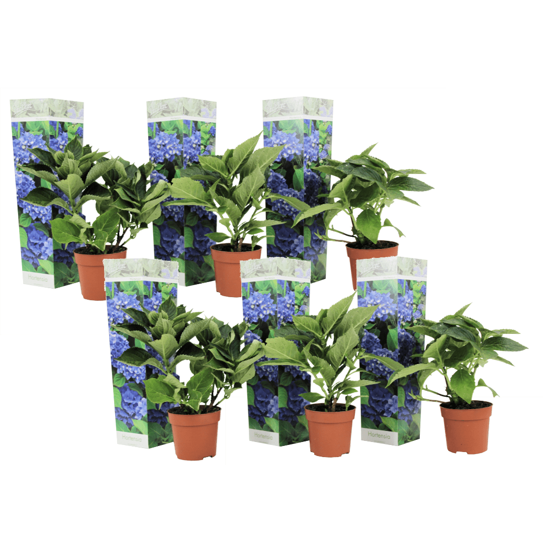 Hydrangea macrophylla bleu - lot de 6