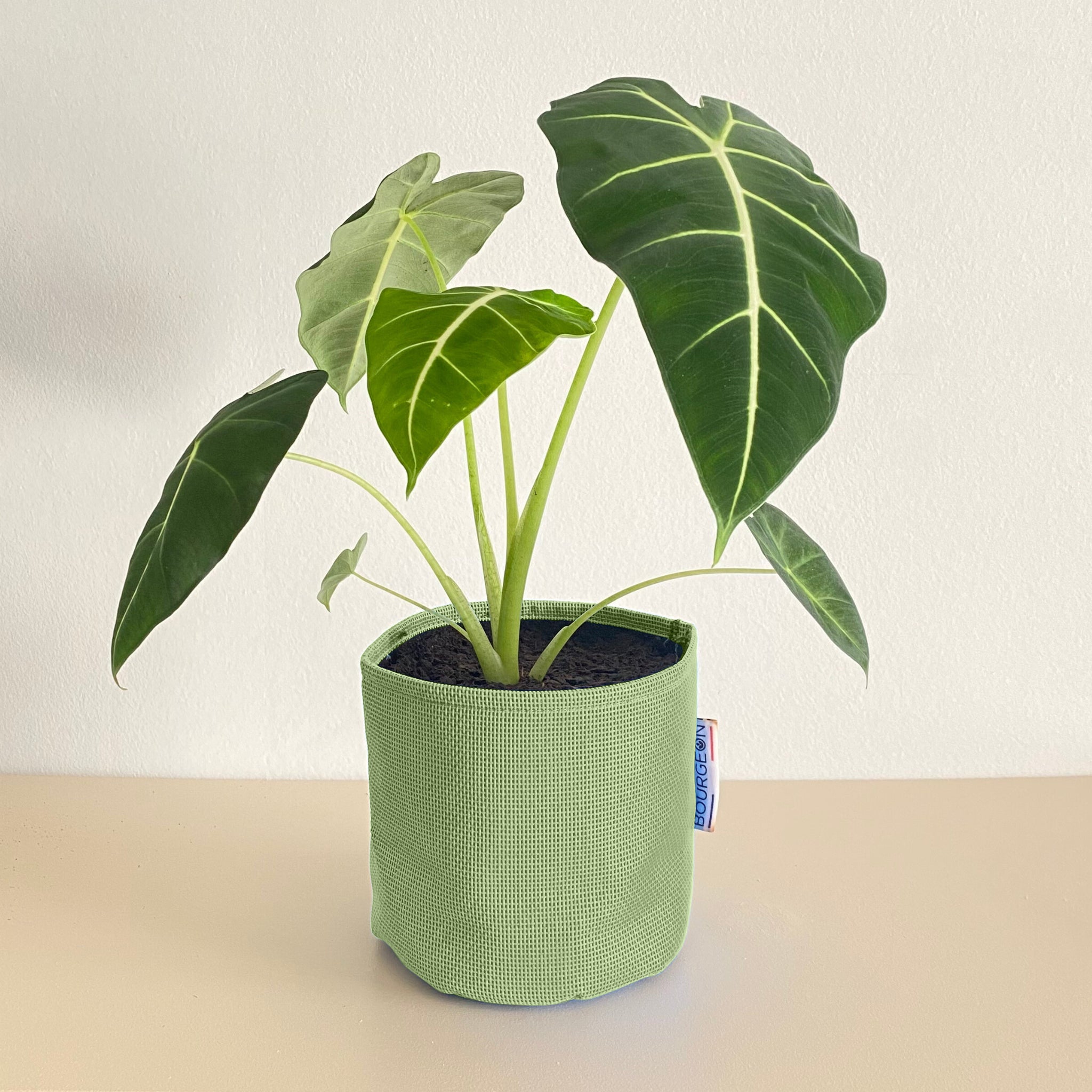 Alocasia frydek 30cm + pot vert