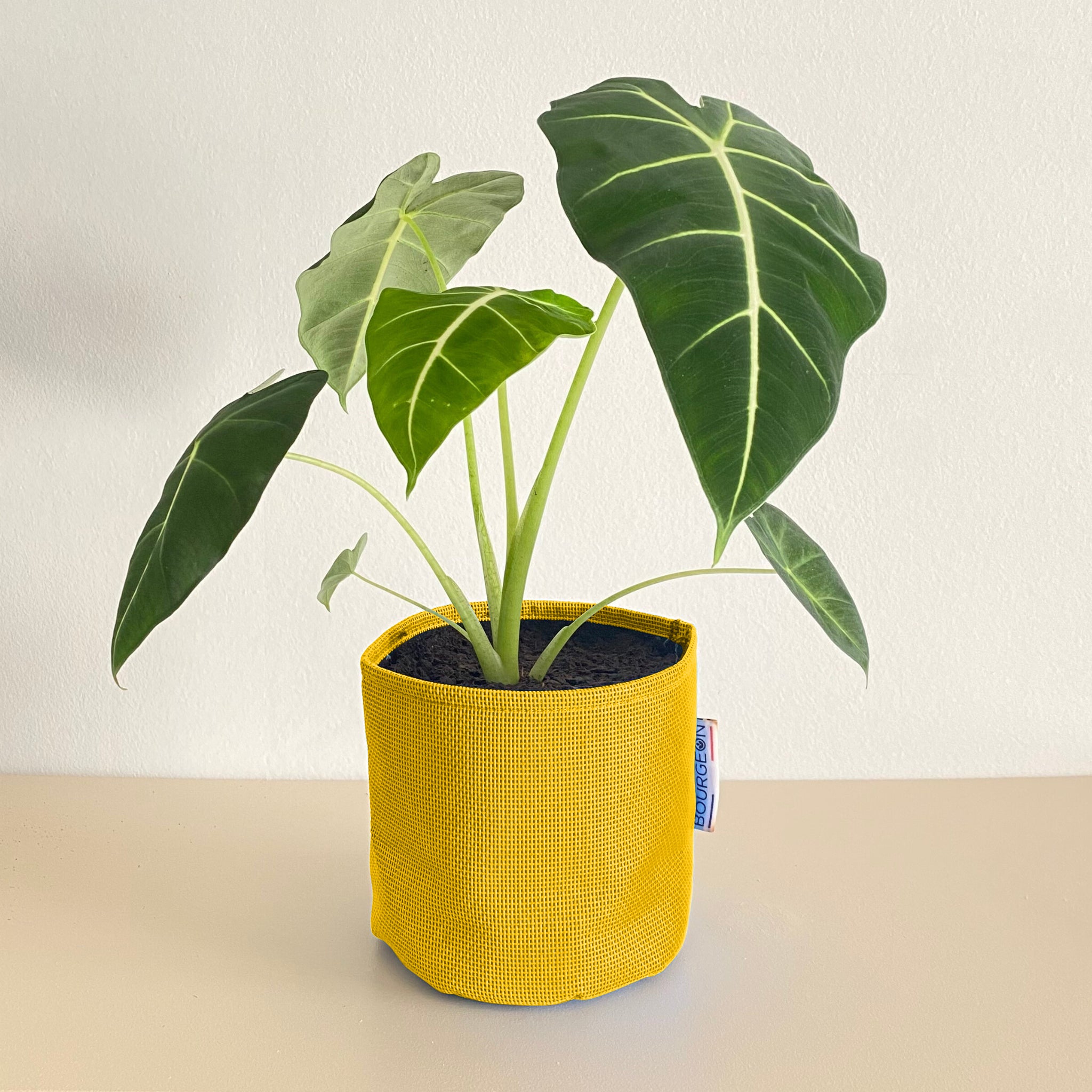 Alocasia frydek 30cm + pot jaune