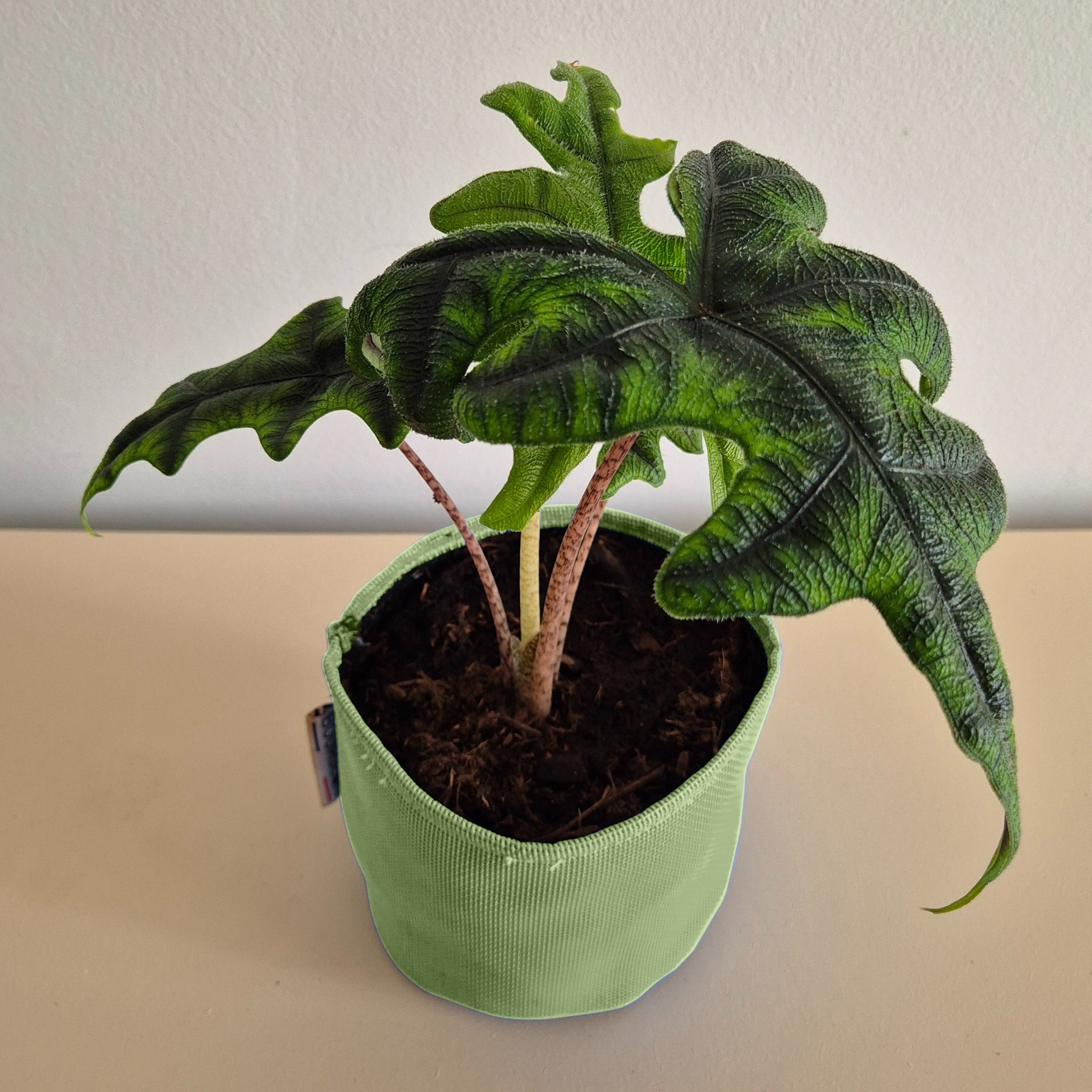 Alocasia jacklyn 30cm + pot vert