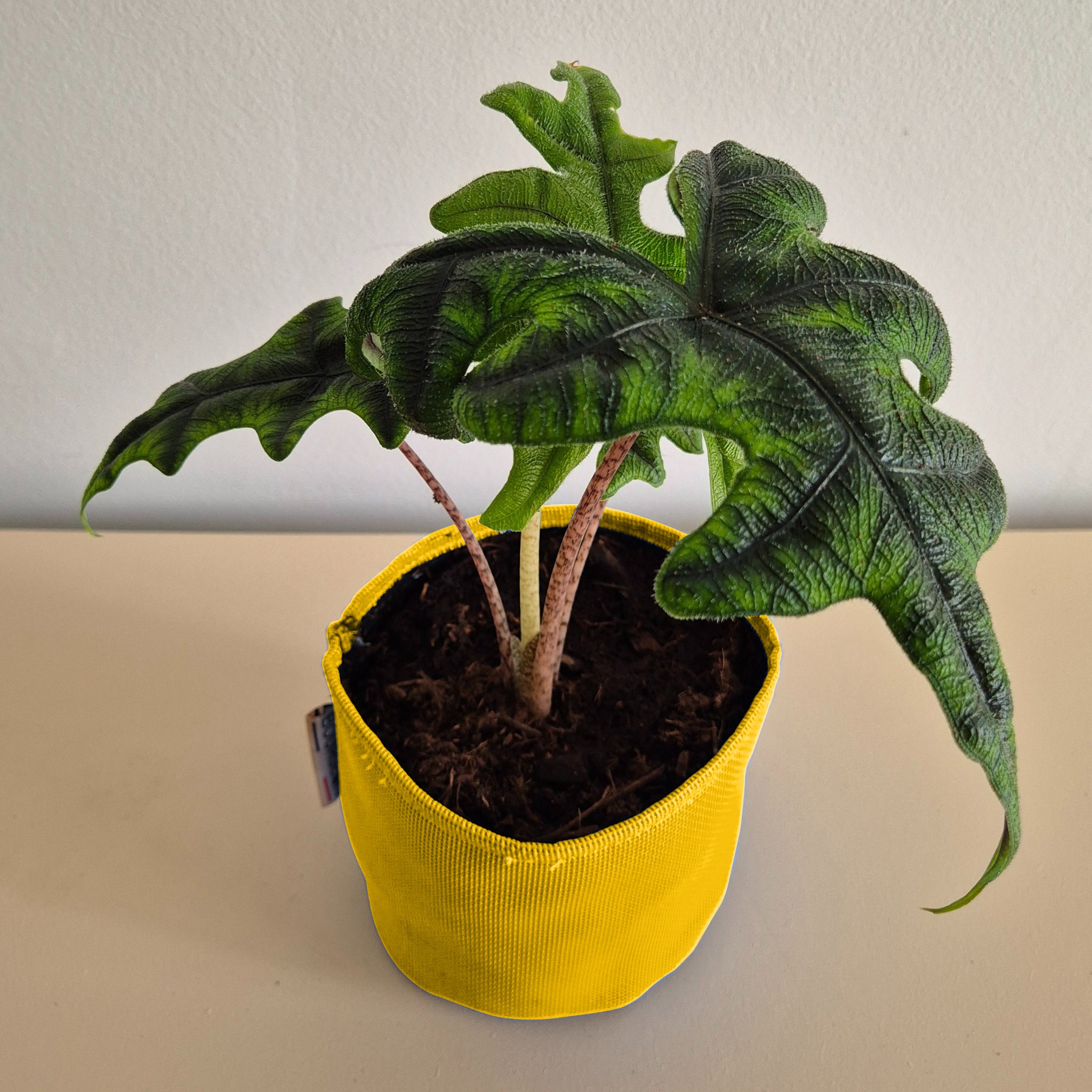 Alocasia jacklyn 30cm + pot jaune