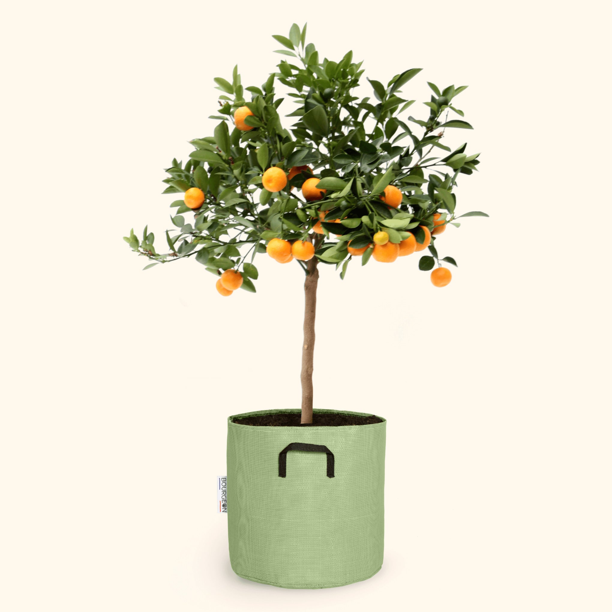 Citrus calamondin 45cm + pot vert