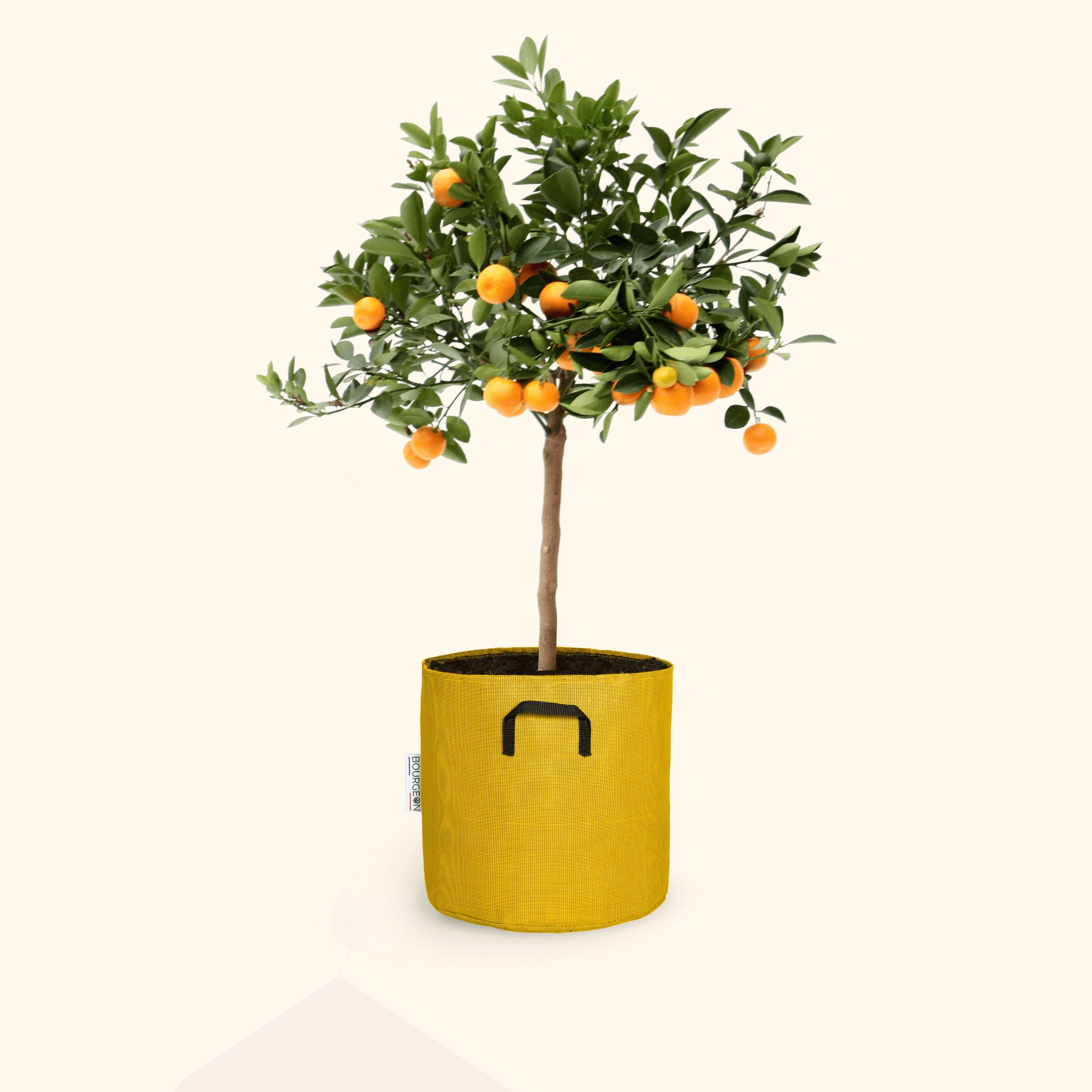 Citrus calamondin 45cm + pot jaune