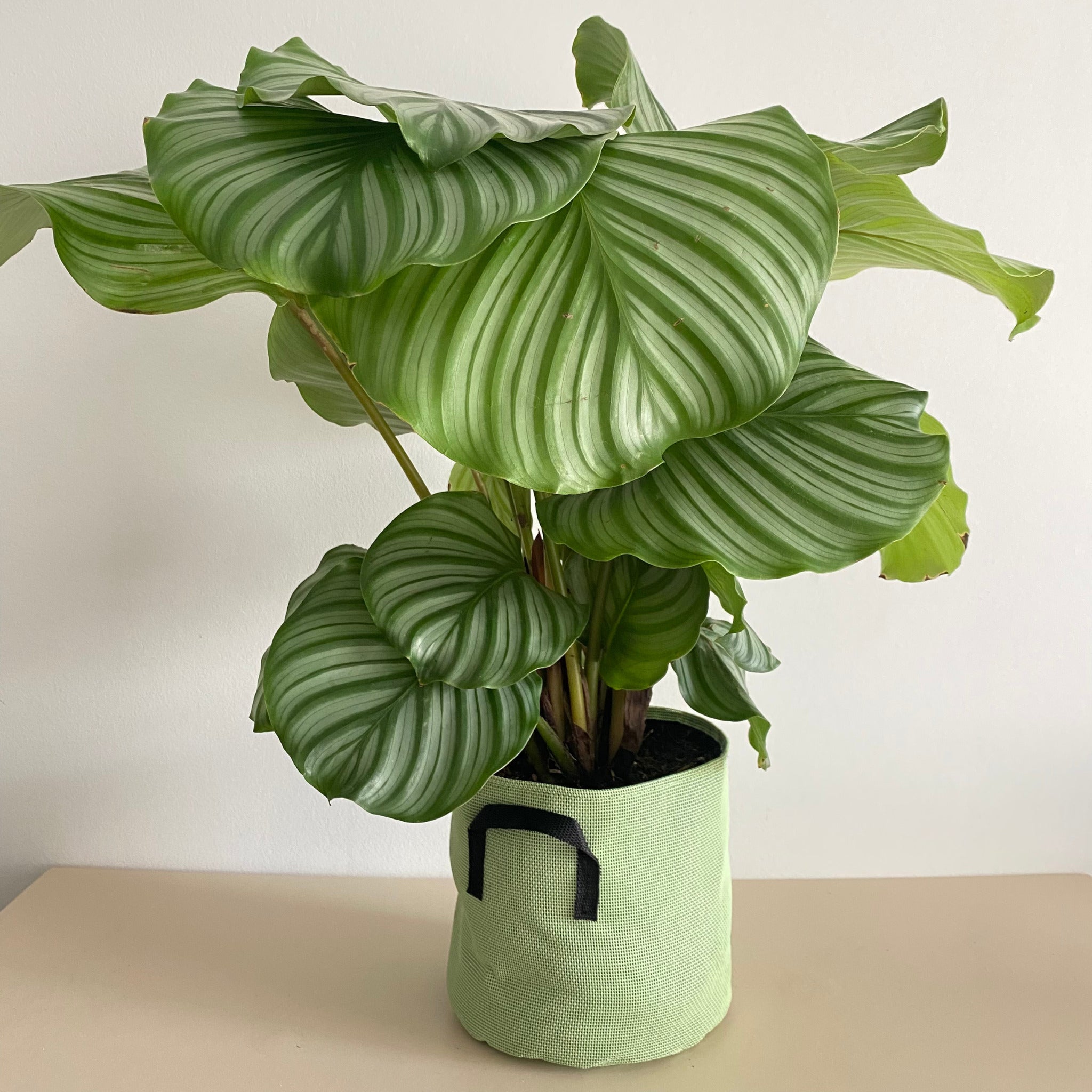 Calathea orbifolia 70cm + pot vert