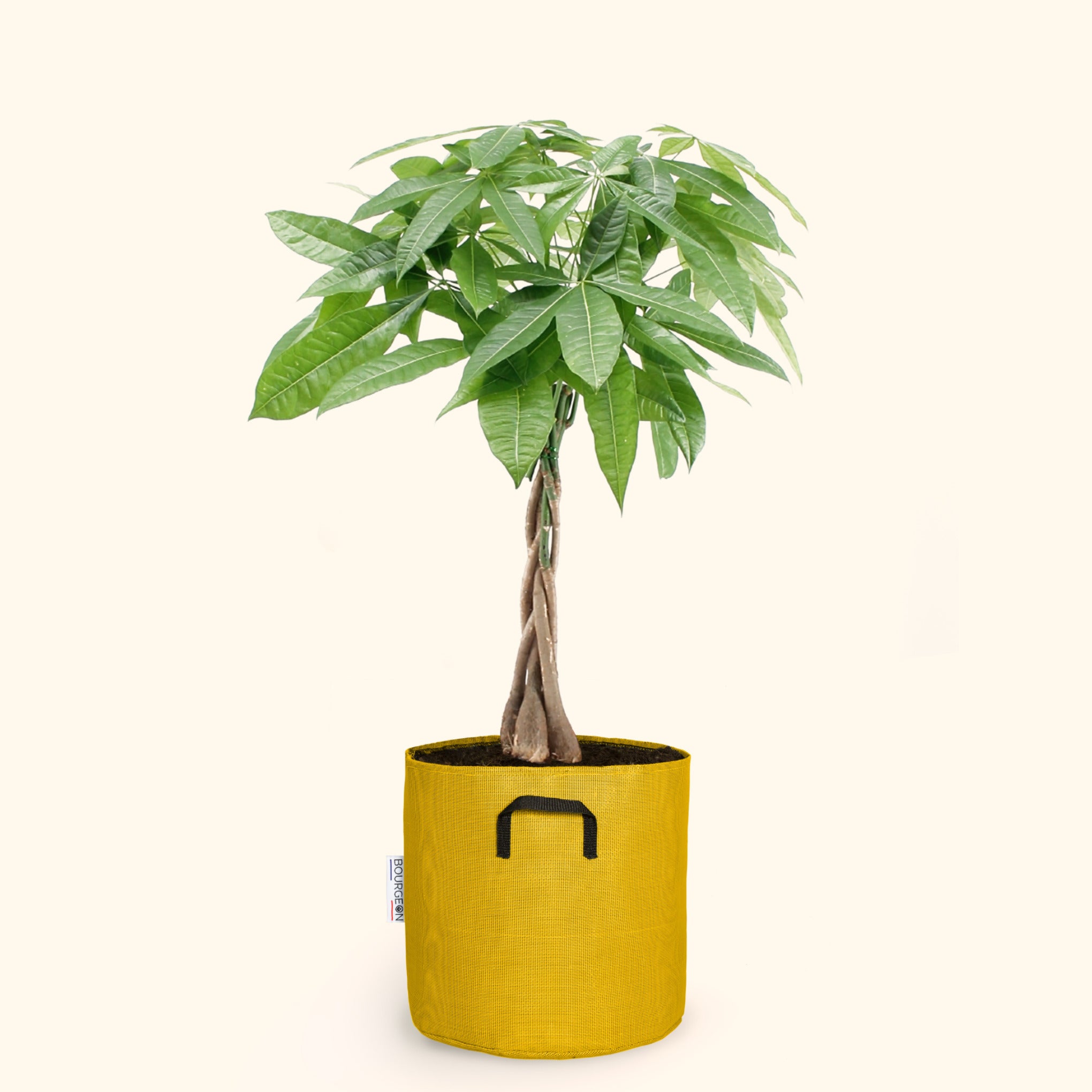 Pachira aquatica 35cm + pot jaune