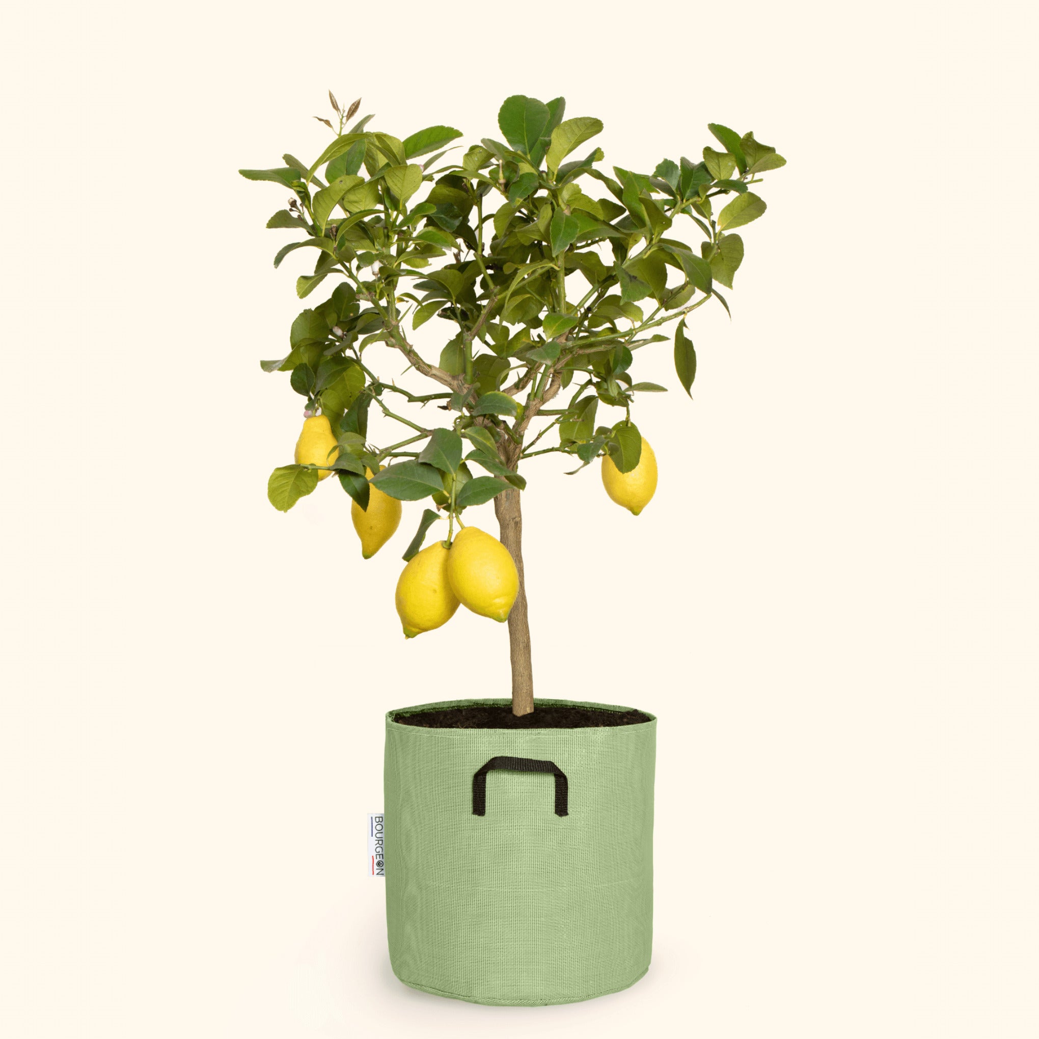 Citronnier jaune 60cm + pot vert